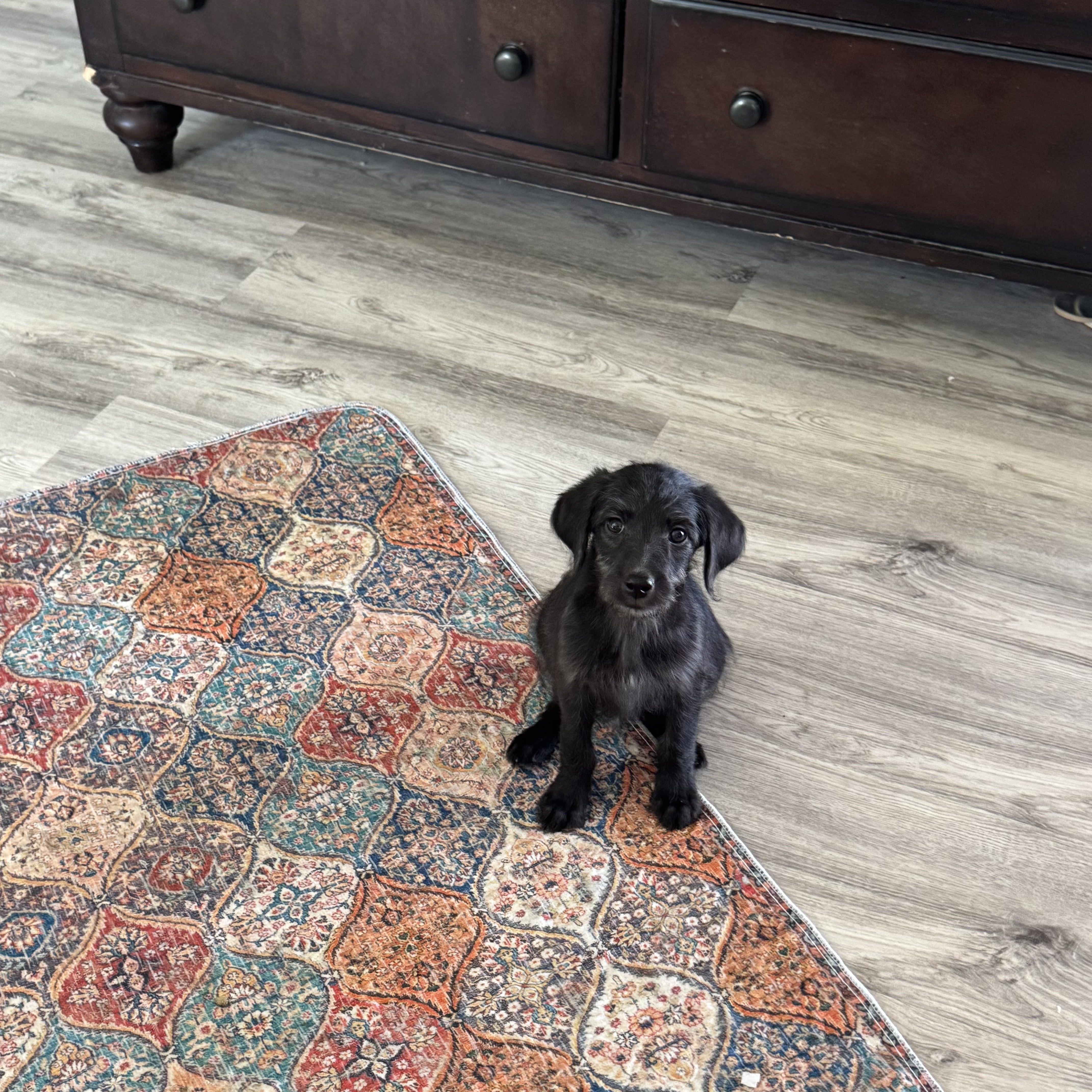 Enlarge Winny, a Adoptable mixed breed in Van Nuys, CA image 2/3