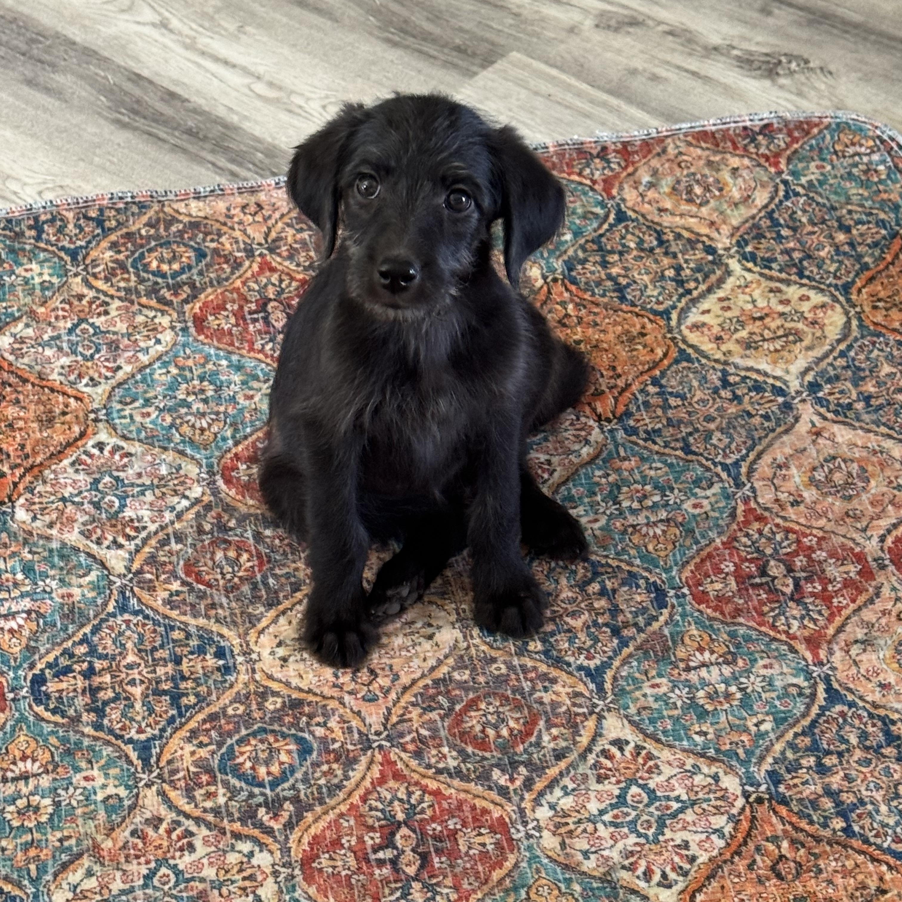 Enlarge Winny, a Adoptable mixed breed in Van Nuys, CA image 1/3
