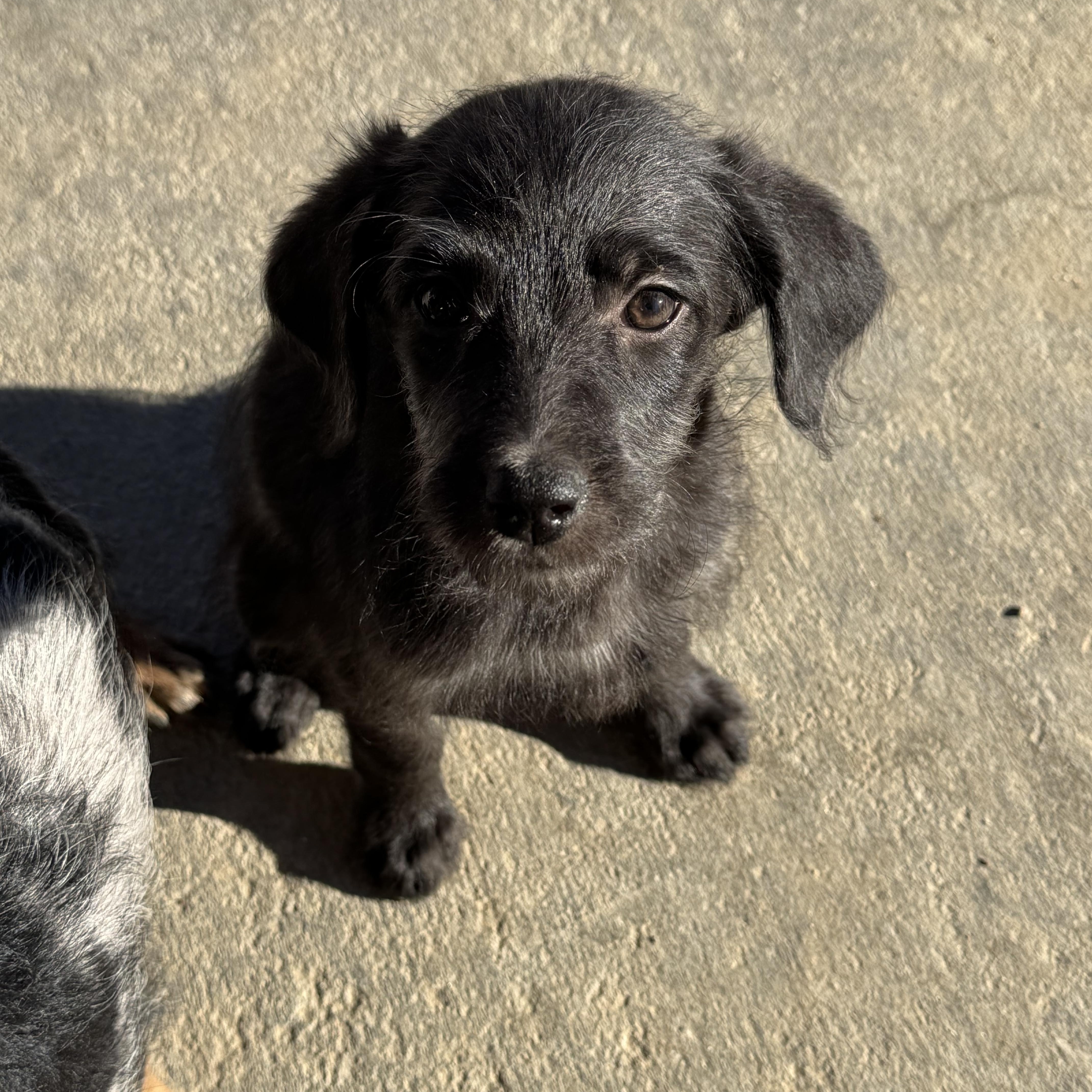 Enlarge Winny, a Adoptable mixed breed in Van Nuys, CA image 3/3