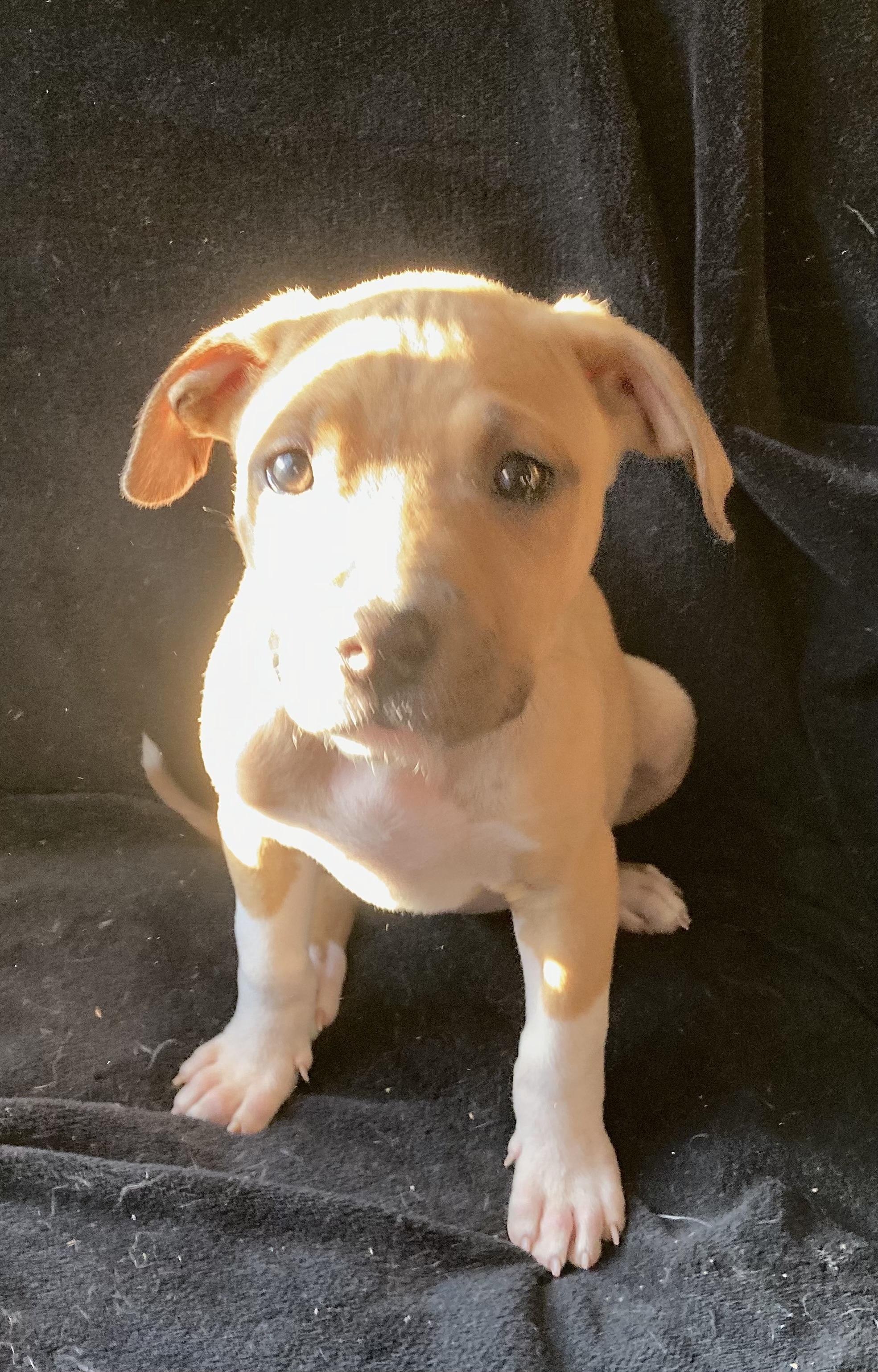 Enlarge Brandy, a ADOPTABLE mixed breed in Kannapolis, NC image 5/5