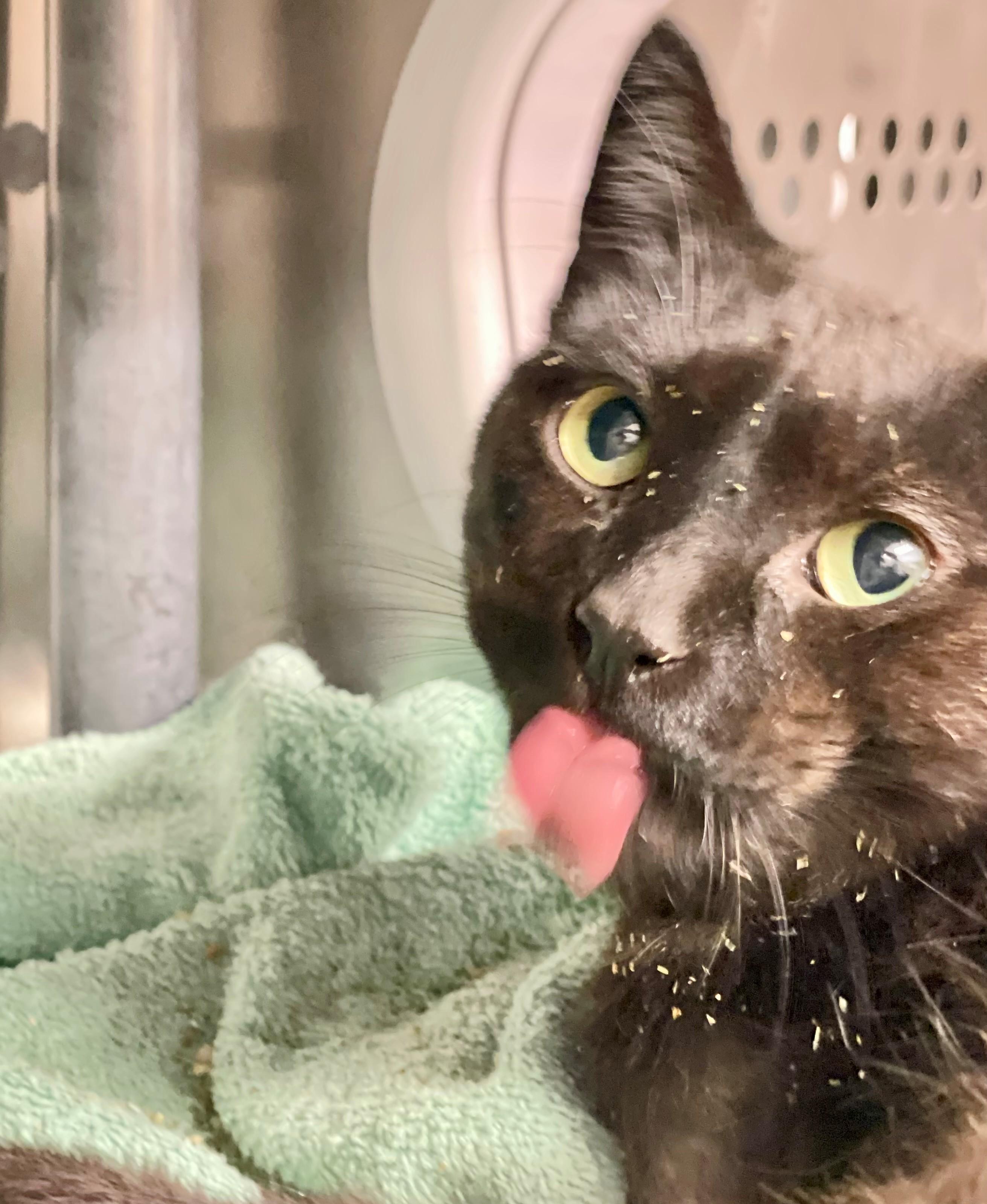 Enlarge Honda, an adoptable Domestic Short Hair in Hamilton, ON image 2/5