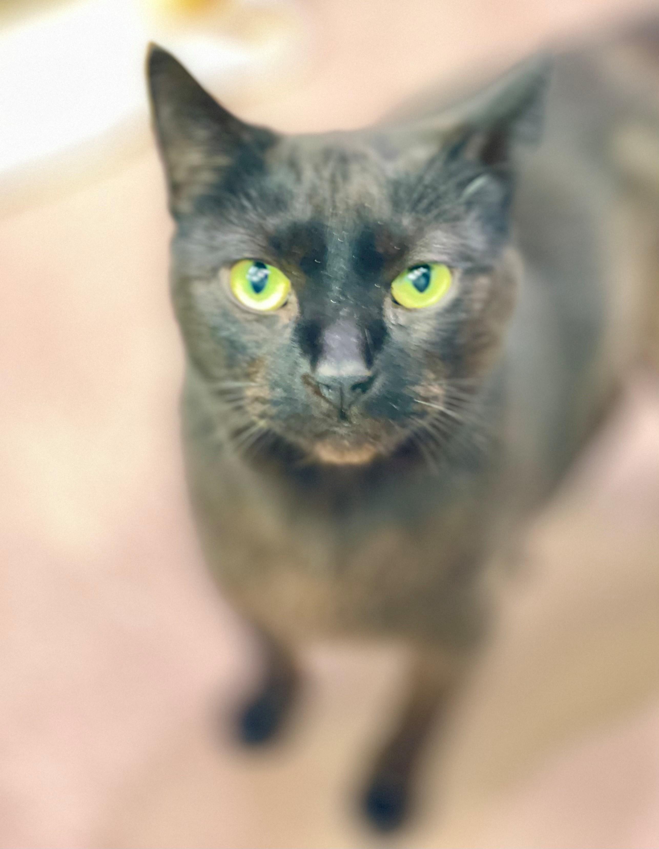 Enlarge Honda, an adoptable Domestic Short Hair in Hamilton, ON image 5/5