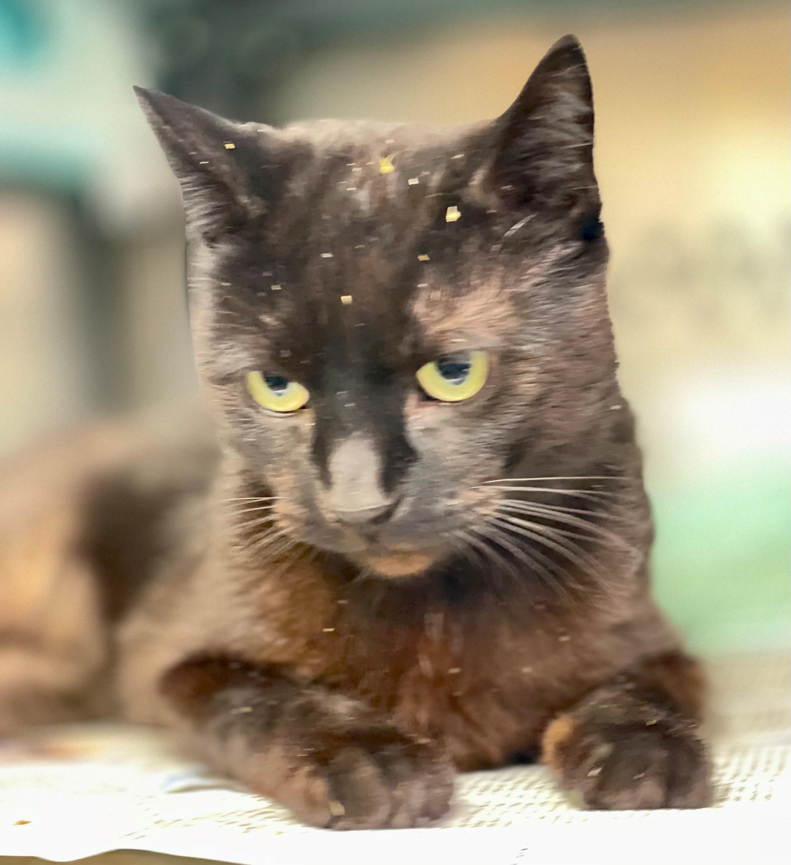 Enlarge Honda, an adoptable Domestic Short Hair in Hamilton, ON image 3/5