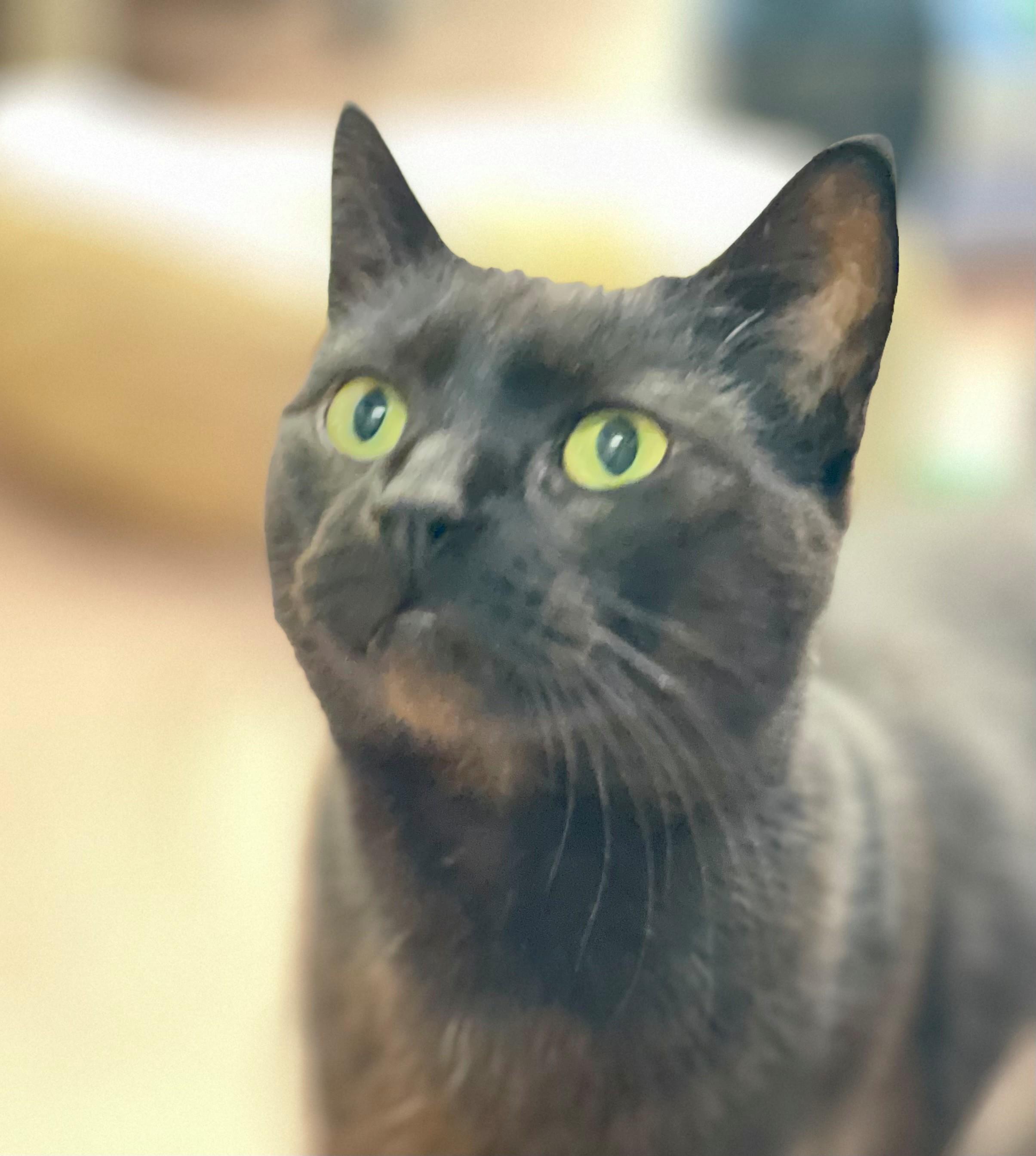 Honda, adoptable, Adult Male Domestic Short Hair.