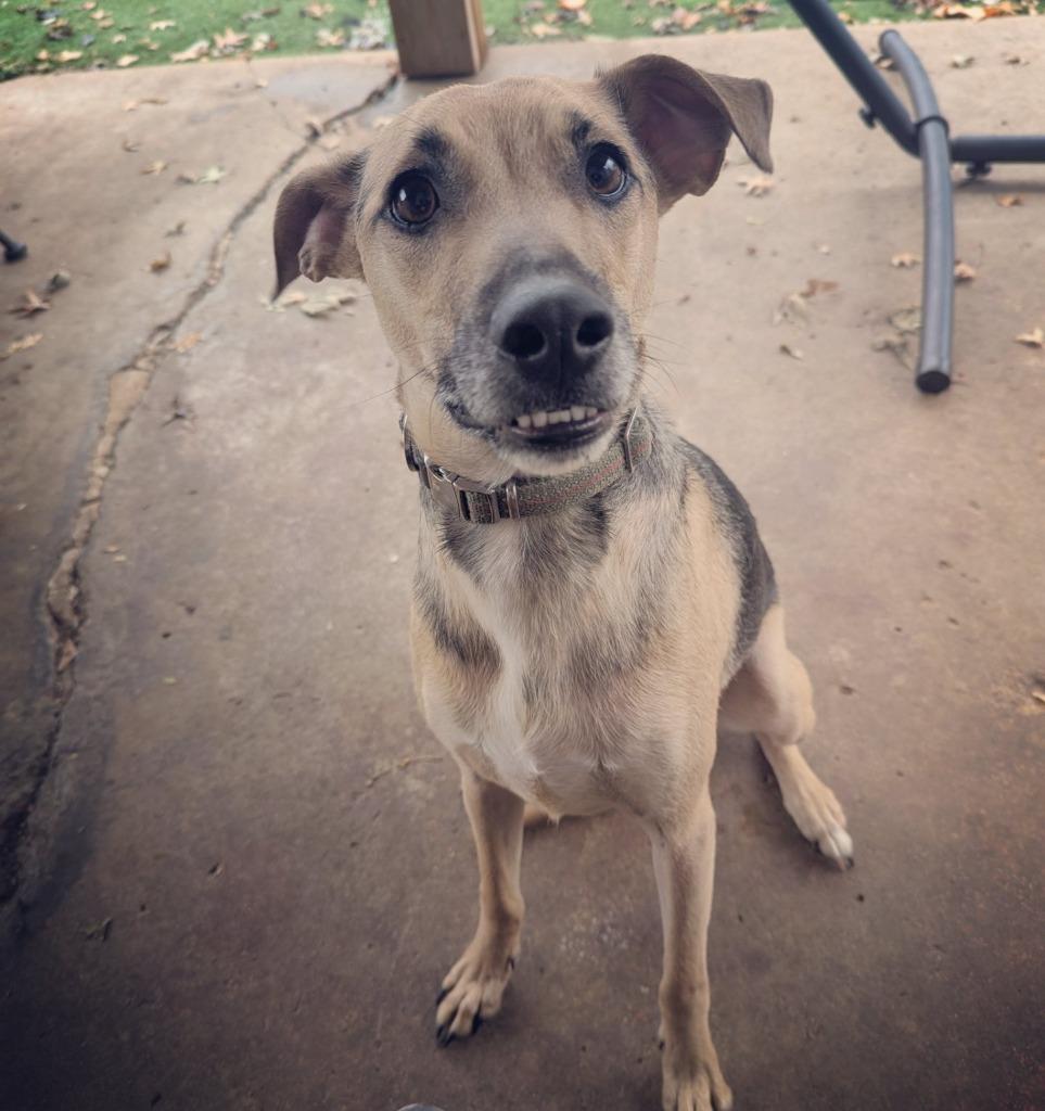 Journey, Adoptable, Young Male Terrier & Mixed Breed.