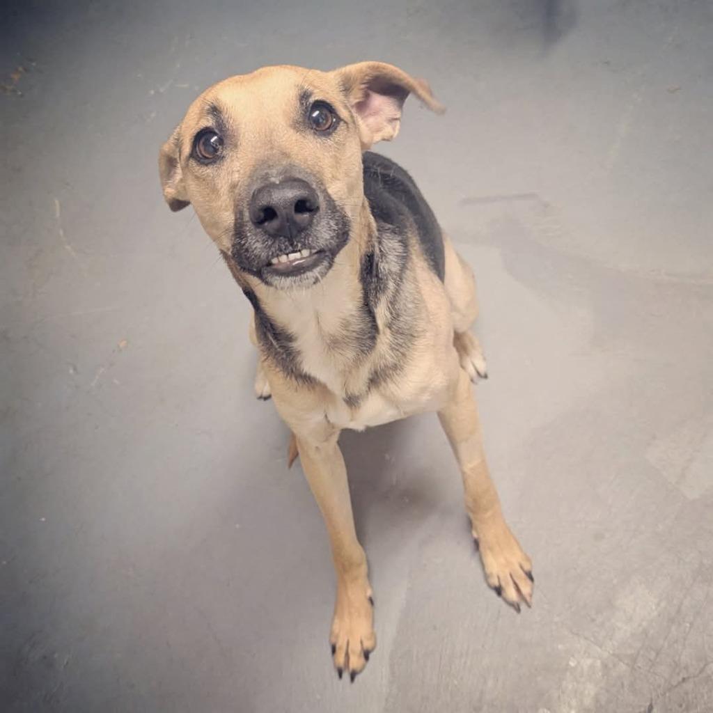 Journey, a Adoptable mixed breed in Johnston, IA image 3/4