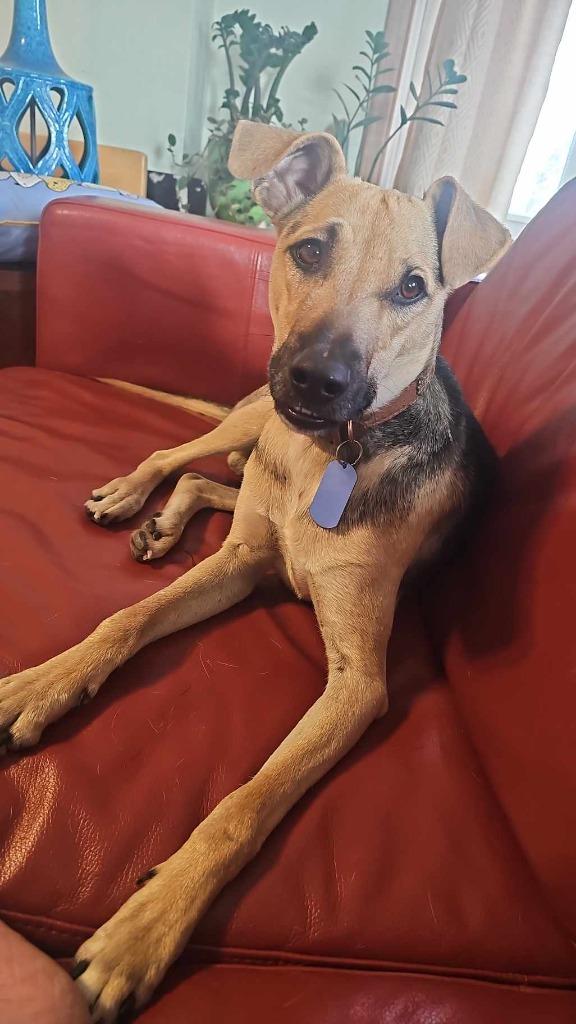 Journey, a Adoptable mixed breed in Johnston, IA image 4/4