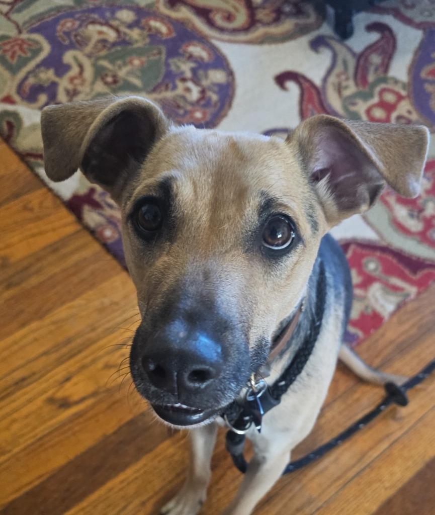 Journey, a Adoptable mixed breed in Johnston, IA image 4/4