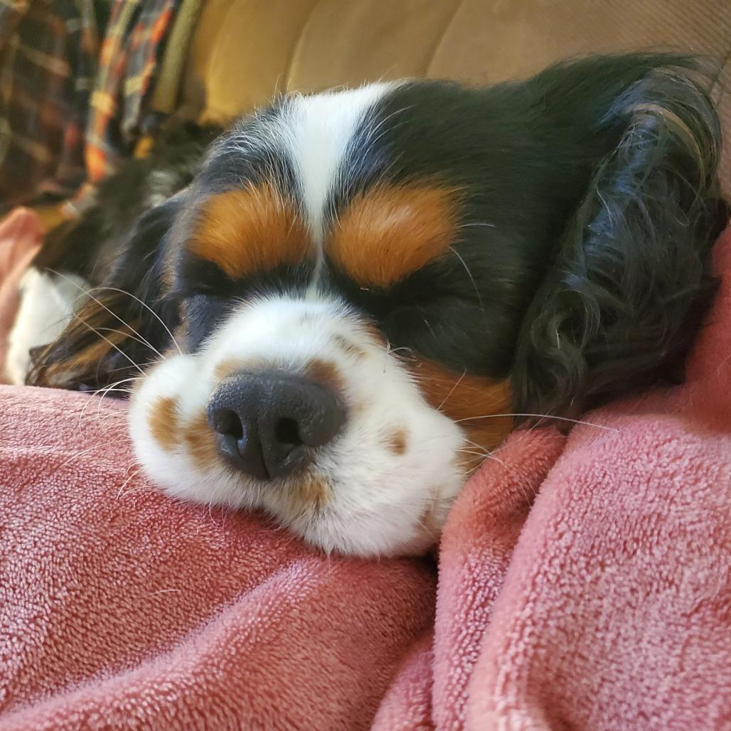 Benito, Adoptable, Adult Male Cavalier King Charles Spaniel.