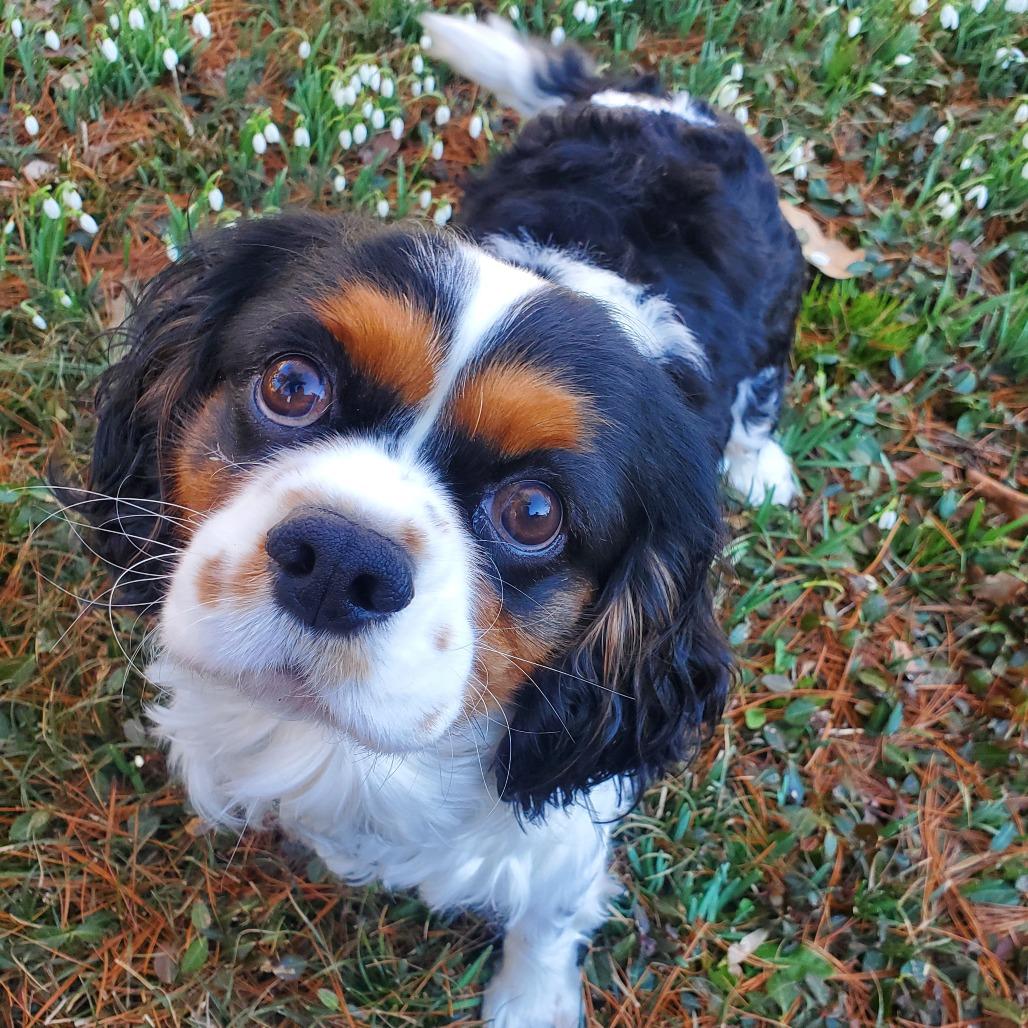 Benito, a Adoptable Cavalier King Charles Spaniel in Cincinnati, OH image 2/5