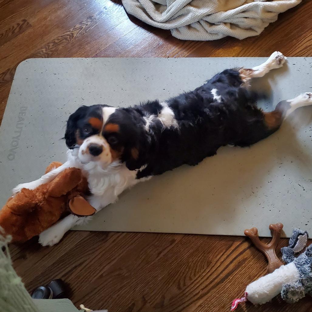 Benito, a Adoptable Cavalier King Charles Spaniel in Cincinnati, OH image 3/5