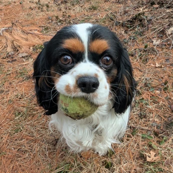 Benito, a Adoptable Cavalier King Charles Spaniel in Cincinnati, OH image 4/5