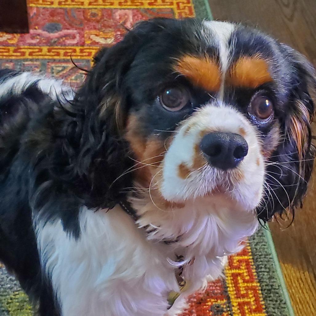 Benito, a Adoptable Cavalier King Charles Spaniel in Cincinnati, OH image 5/5