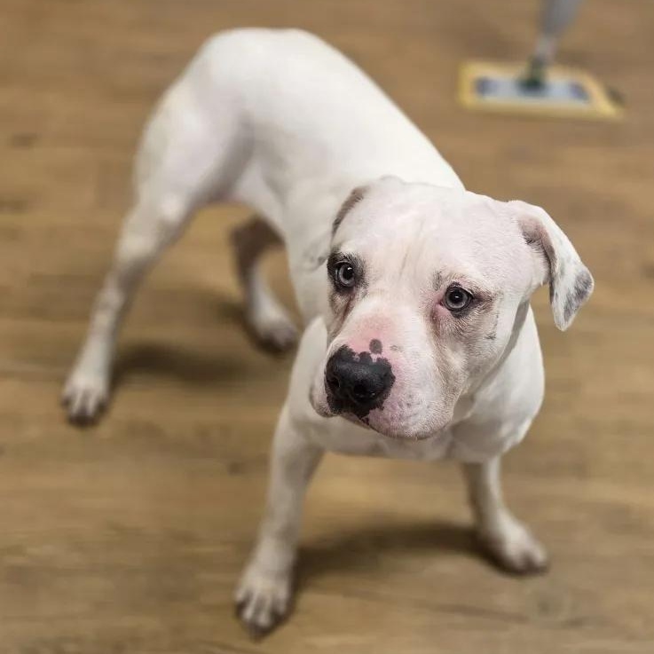 Angel, a Adoptable Pit Bull Terrier in Madison, MS image 2/2