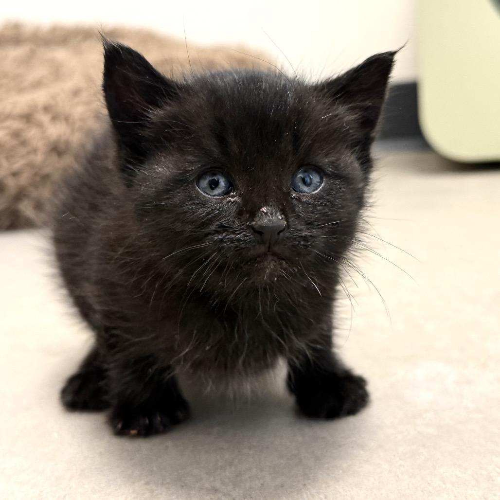 Kenny, Adoptable, Kitten Male Domestic Long Hair.