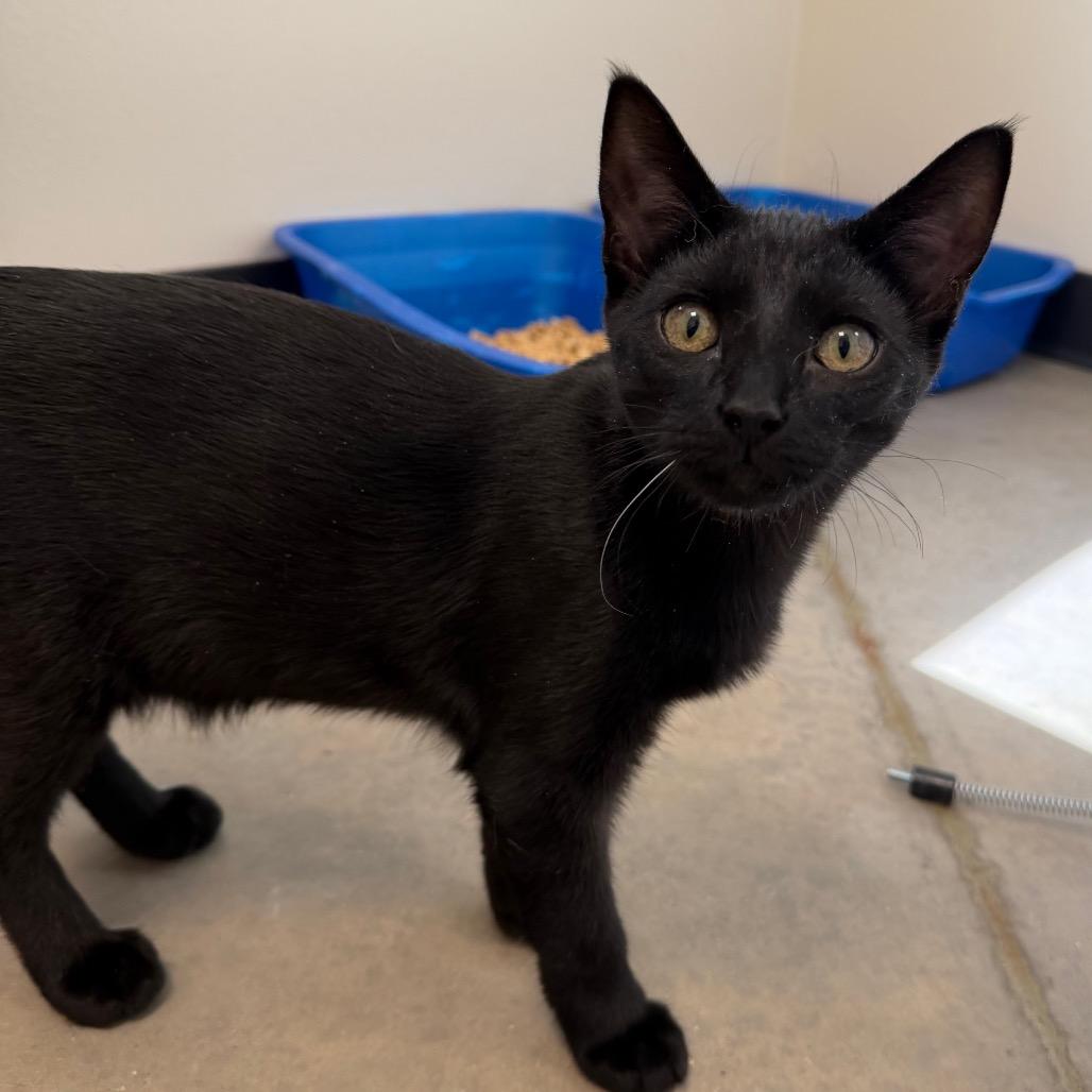 Enlarge Kenny, a Adoptable Domestic Long Hair in Cody, WY image 3/4