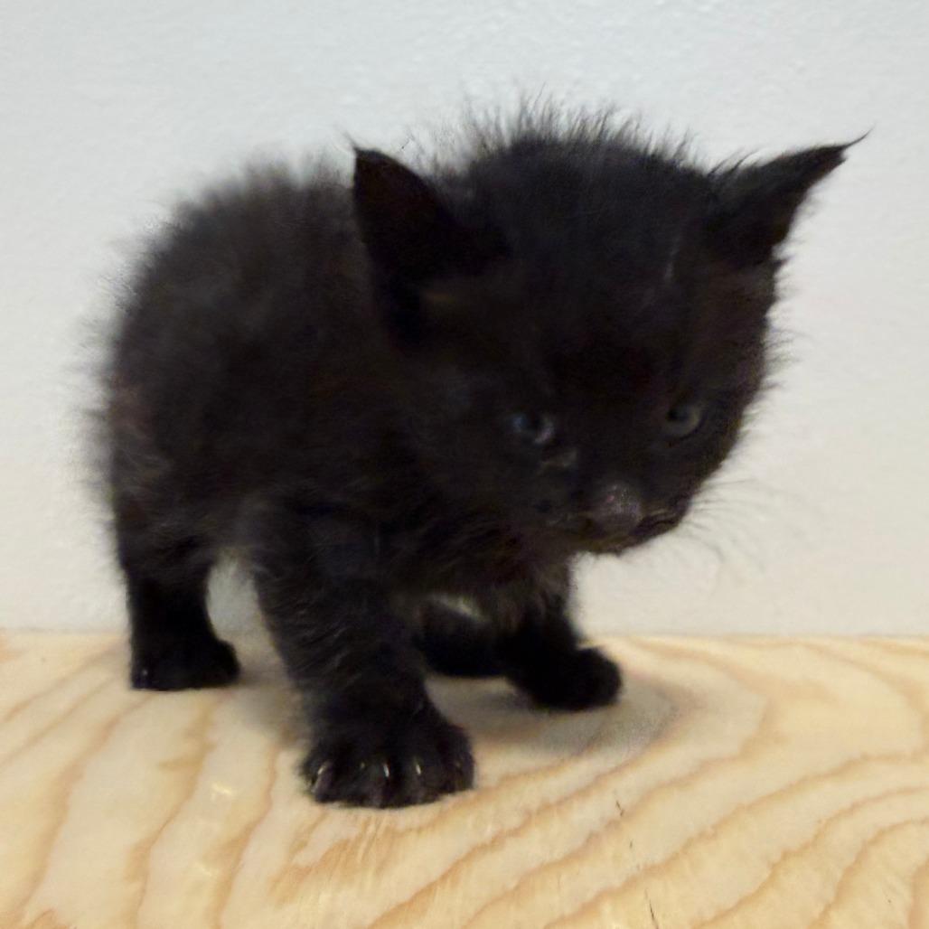 Enlarge Kenny, a Adoptable Domestic Long Hair in Cody, WY image 4/4