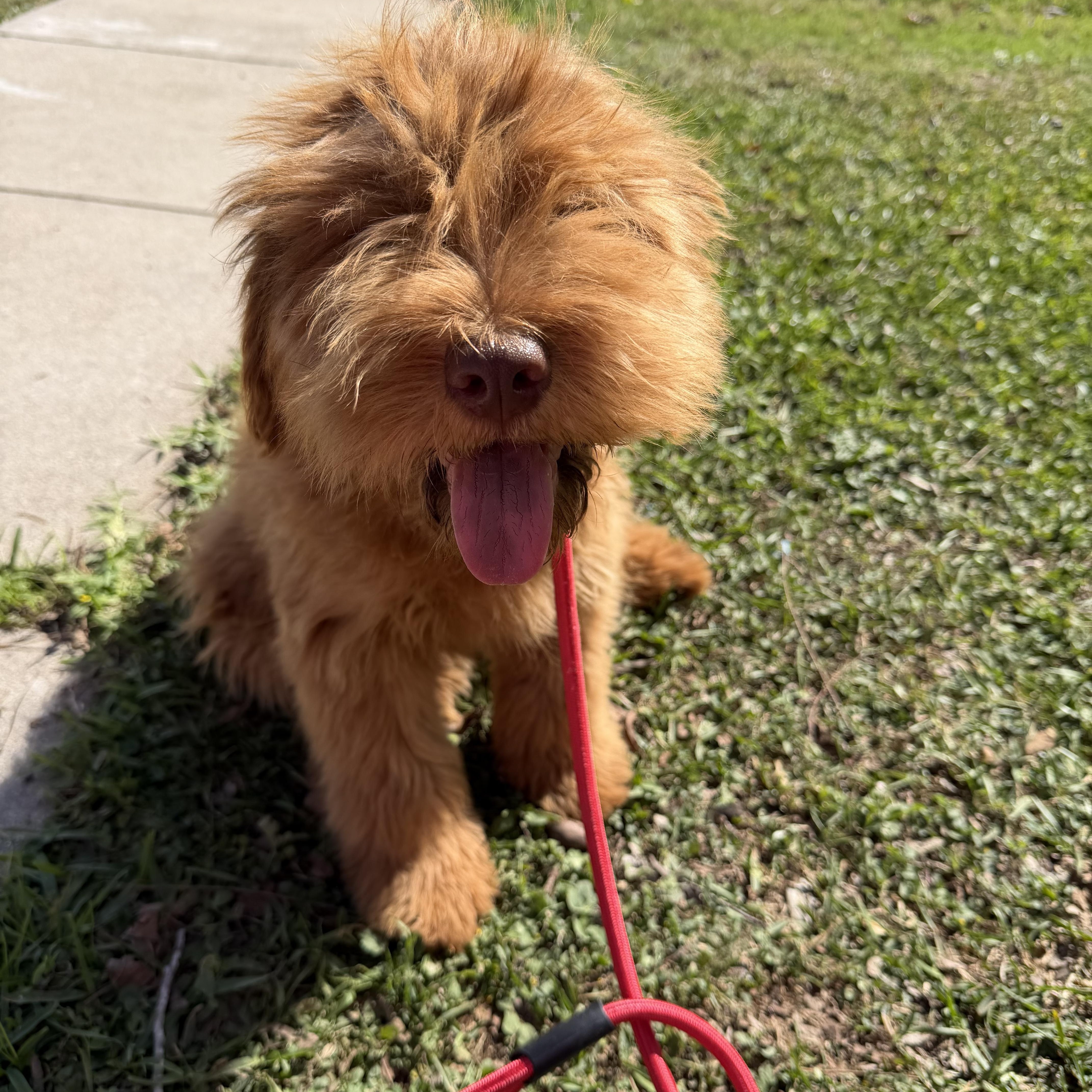 Enlarge Ashton, a ADOPTABLE mixed breed in Westerly, RI image 3/5