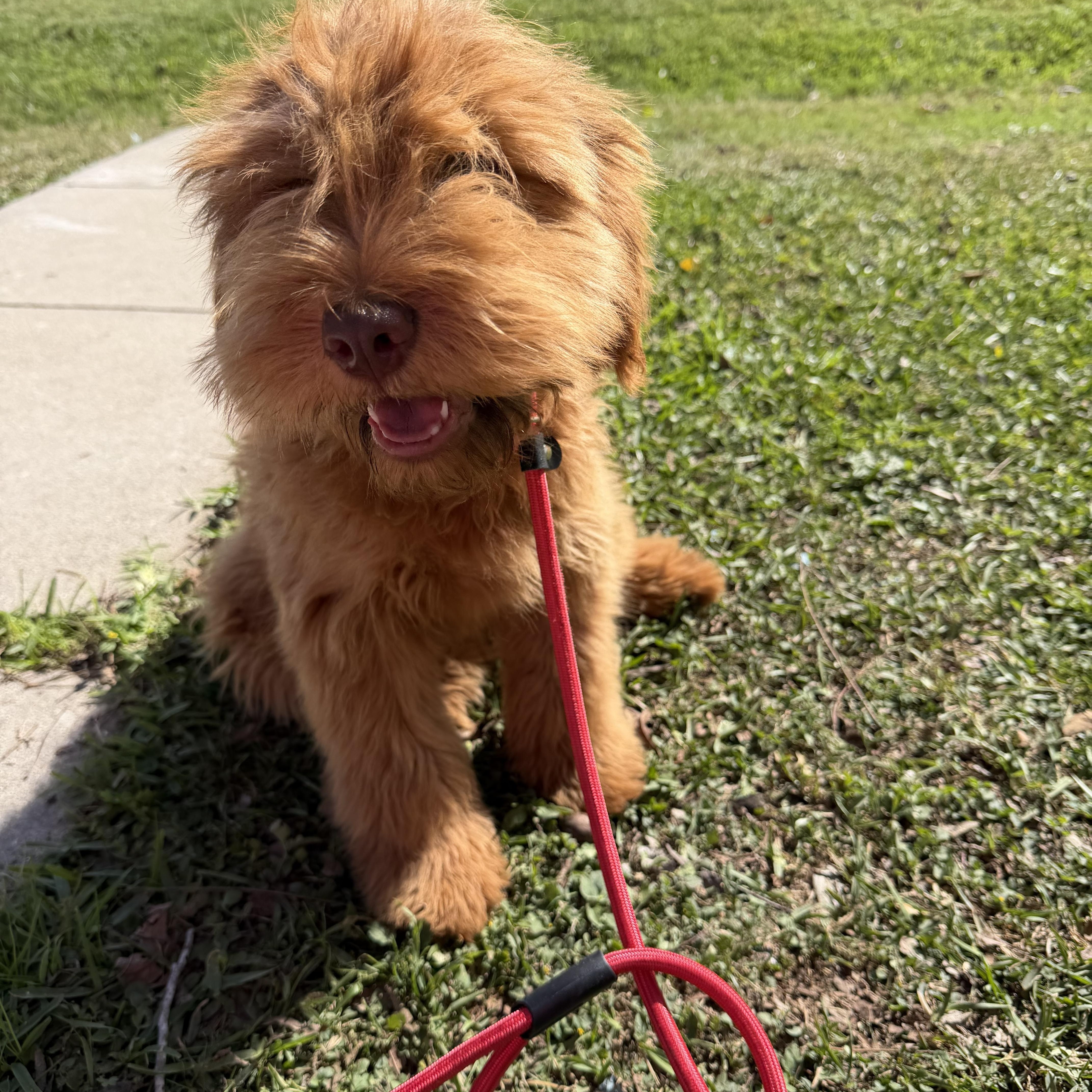 Enlarge Ashton, a ADOPTABLE mixed breed in Westerly, RI image 1/5
