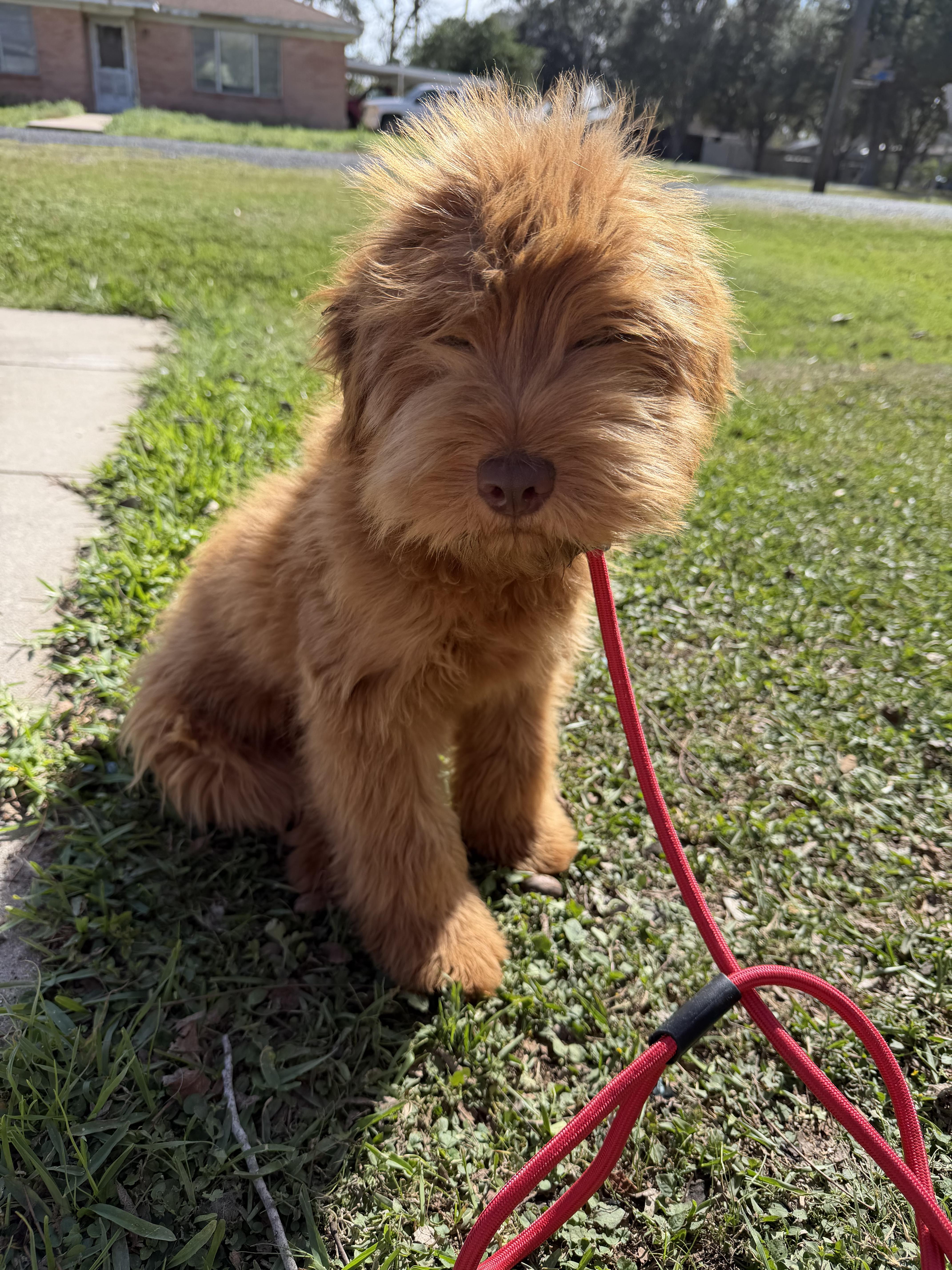 Enlarge Ashton, a ADOPTABLE mixed breed in Westerly, RI image 5/5