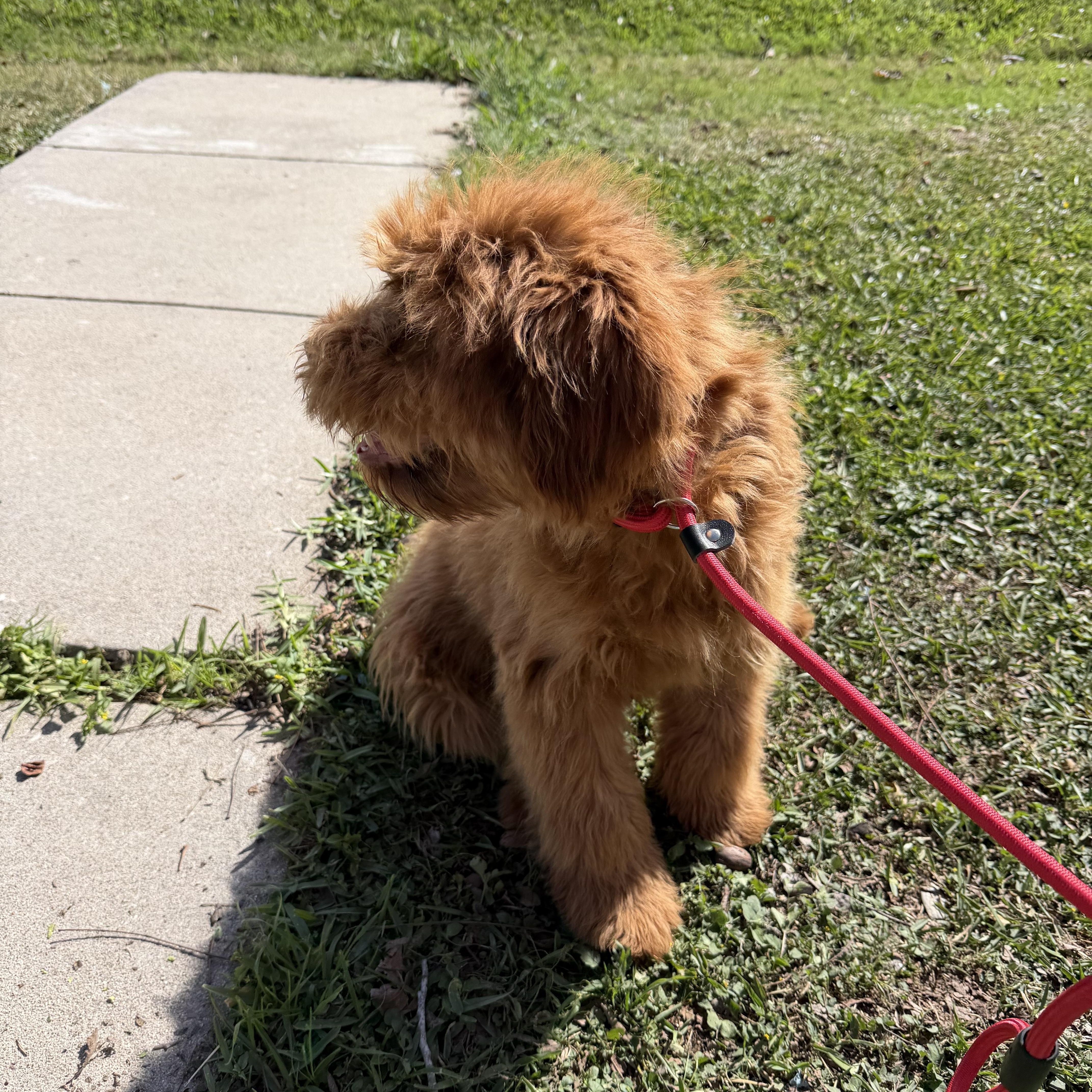 Enlarge Ashton, a ADOPTABLE mixed breed in Westerly, RI image 4/5