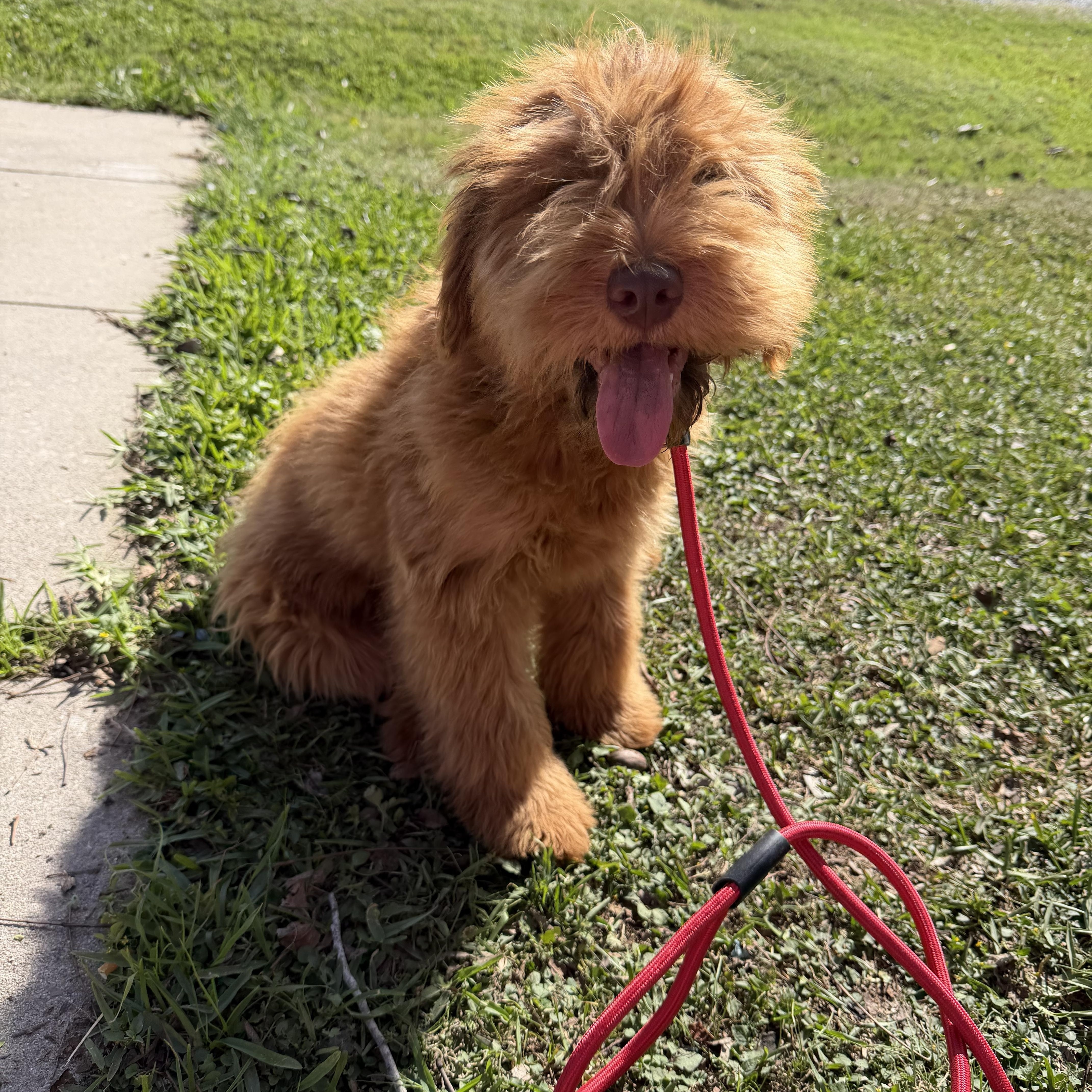 Enlarge Ashton, a ADOPTABLE mixed breed in Westerly, RI image 2/5