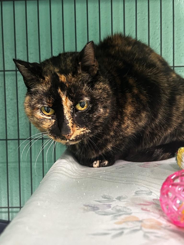 Madley, ADOPTABLE, Adult Female Domestic Short Hair.