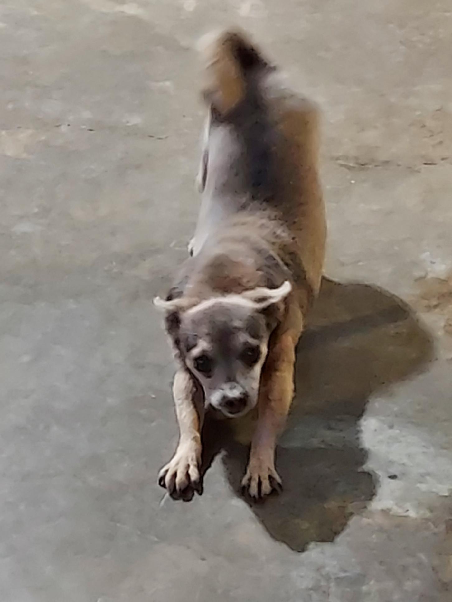 Enlarge Van Ray, a Adoptable Chihuahua in St. Clairsville, OH image 2/4