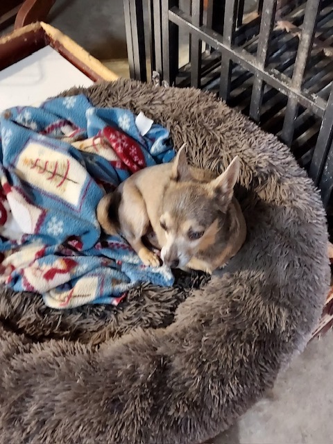 Enlarge Van Ray, a Adoptable Chihuahua in St. Clairsville, OH image 4/4