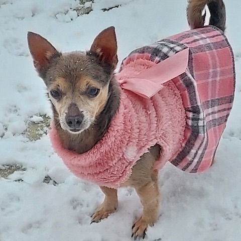 Enlarge Van Ray, a Adoptable Chihuahua in St. Clairsville, OH image 3/4