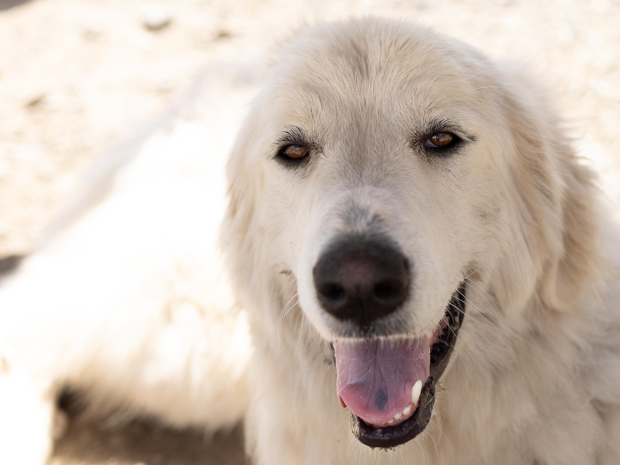 Annie, adopted, Young Female Great Pyrenees & Mixed Breed.