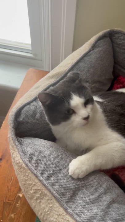 Enlarge Noki, a ADOPTABLE Domestic Short Hair in Stratford, ON video 2/3