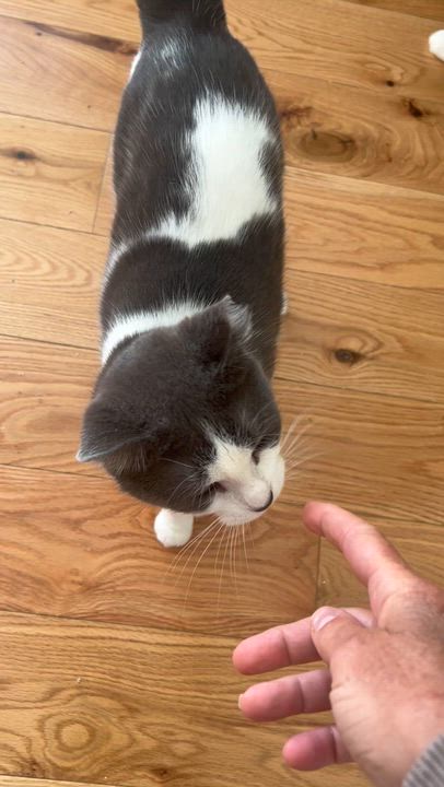 Enlarge Noki, a ADOPTABLE Domestic Short Hair in Stratford, ON video 3/3