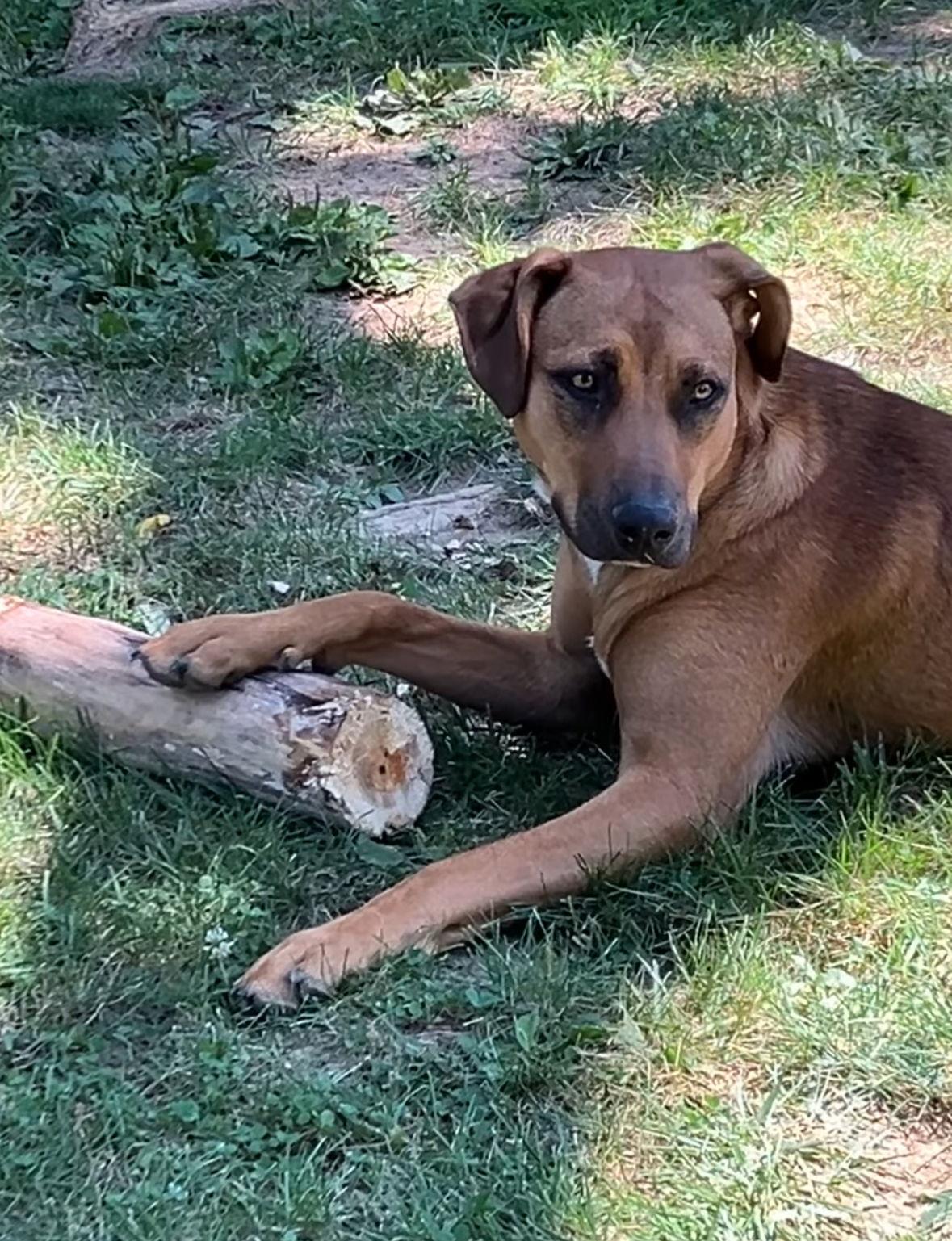 Green Bean thumbnail 2