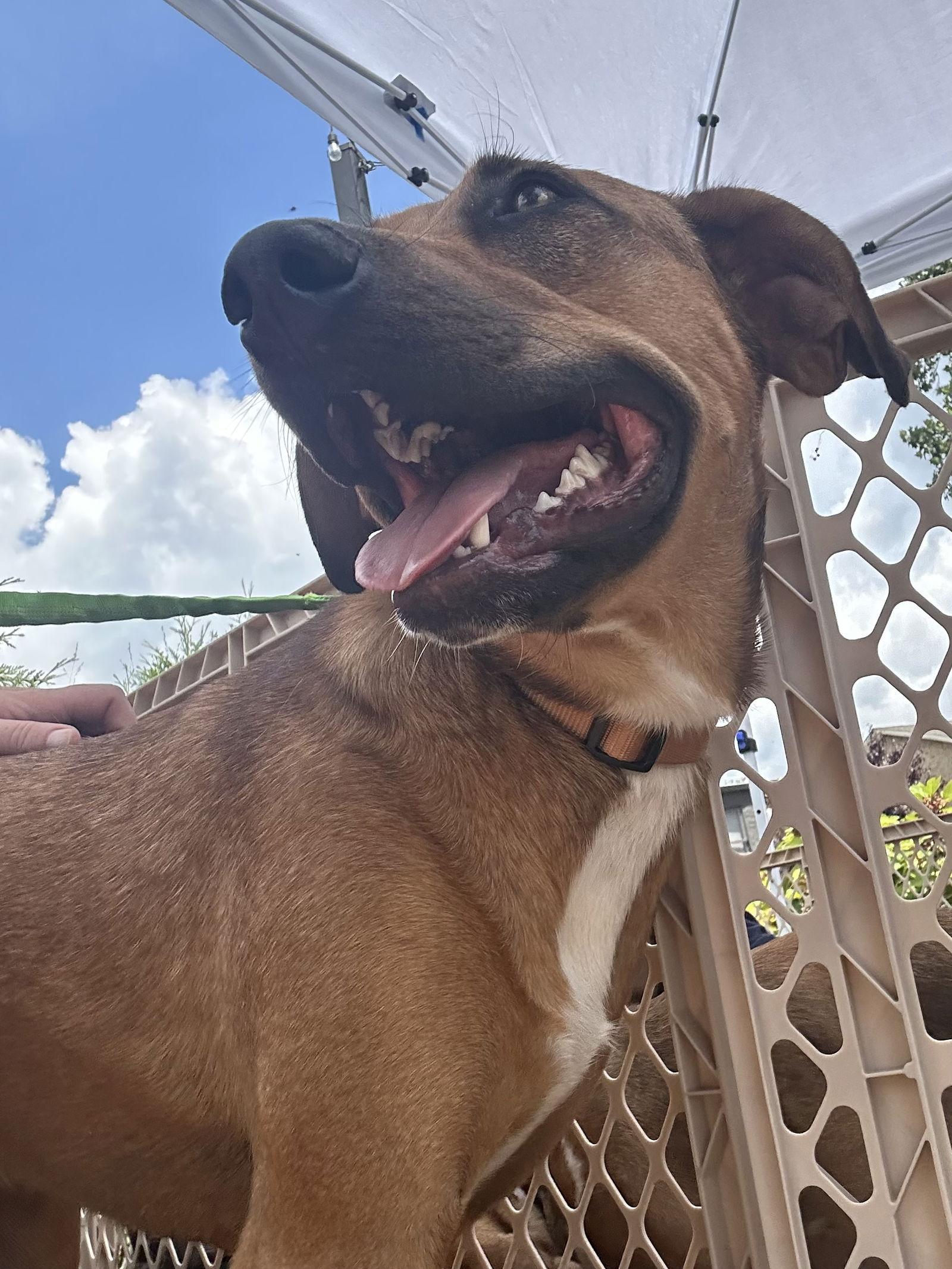 Green Bean thumbnail 4