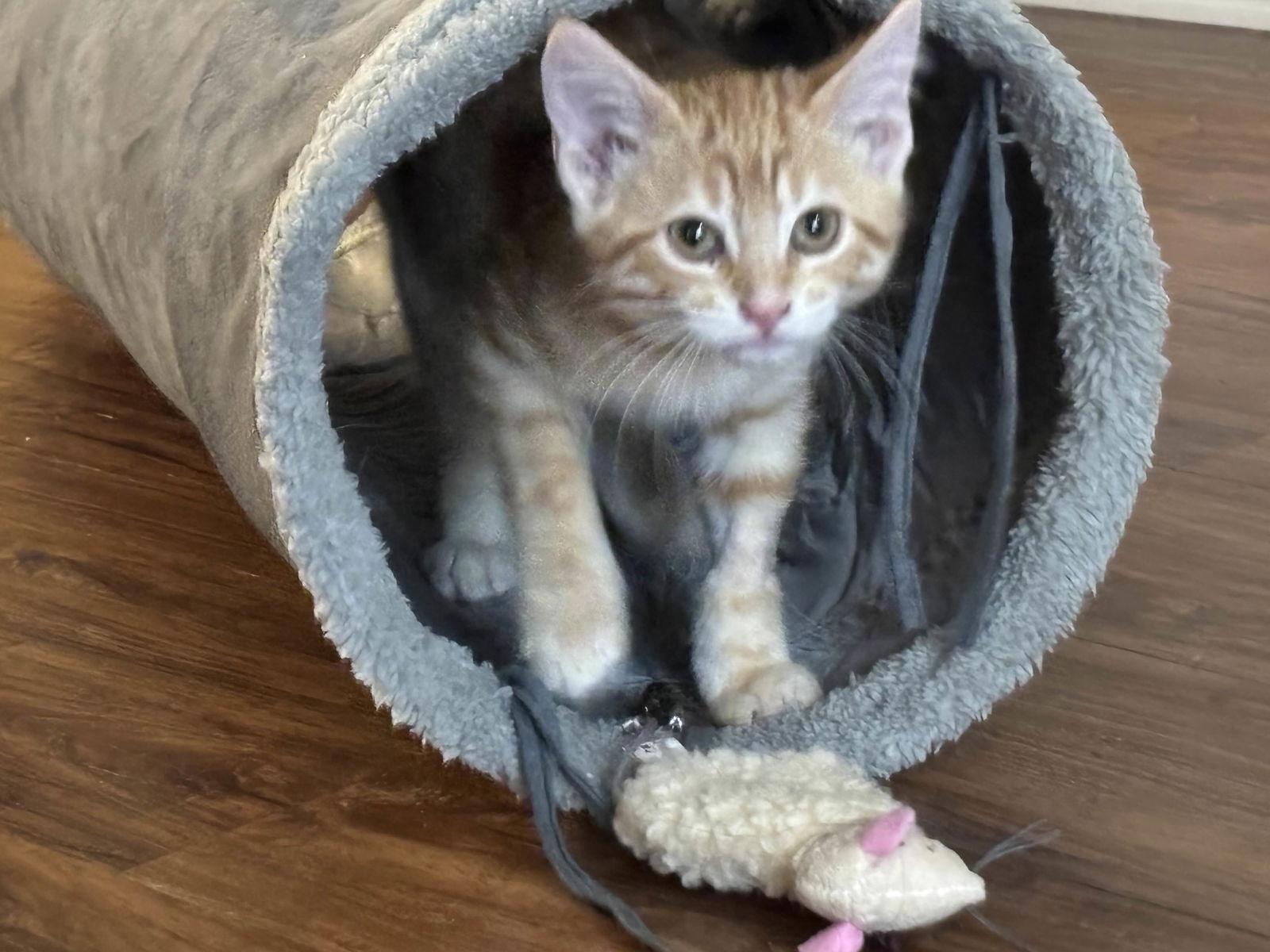 Enlarge Zander, a Adoptable Domestic Short Hair in Fort Worth, TX image 1/3
