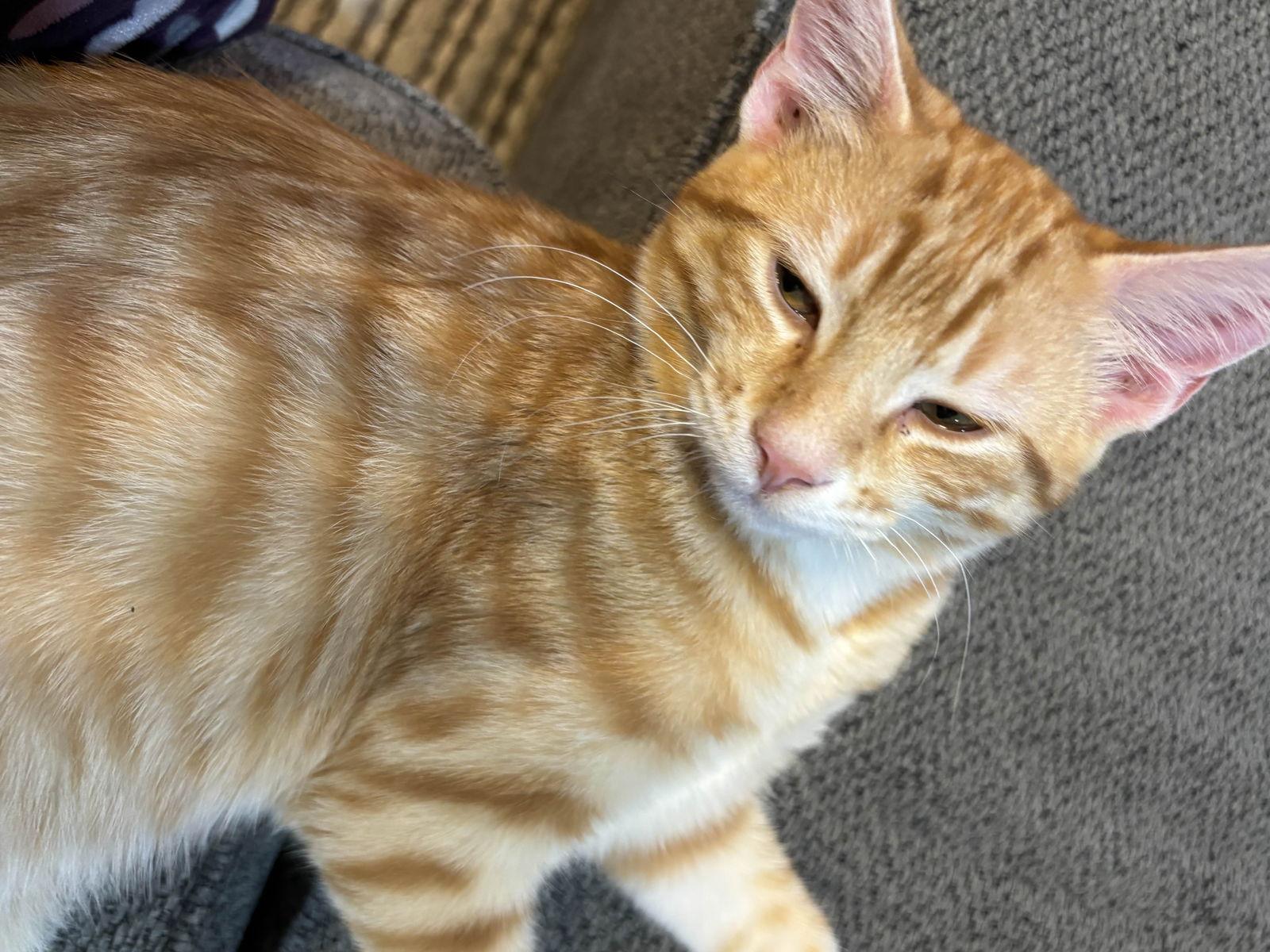 Zander, Adoptable, Young Male Domestic Short Hair.