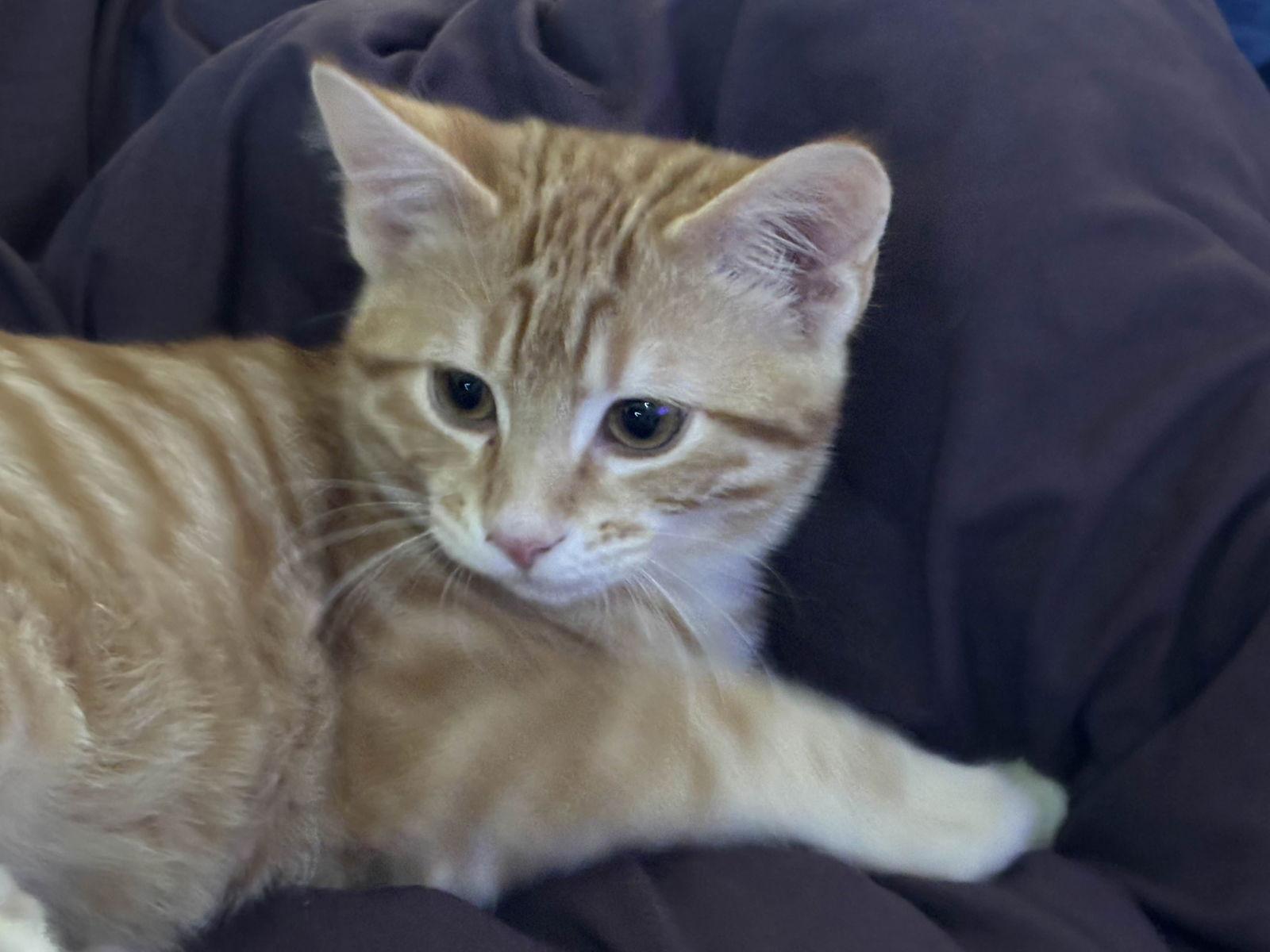 Enlarge Zander, a Adoptable Domestic Short Hair in Fort Worth, TX image 2/3