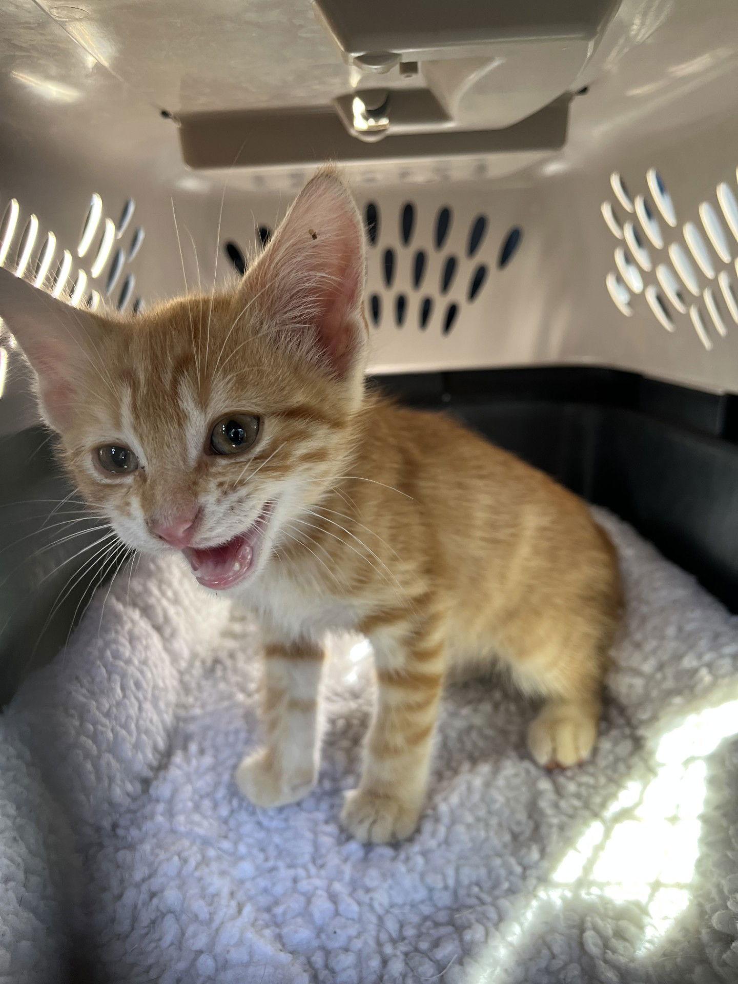 Enlarge Zander, a Adoptable Domestic Short Hair in Fort Worth, TX image 3/3