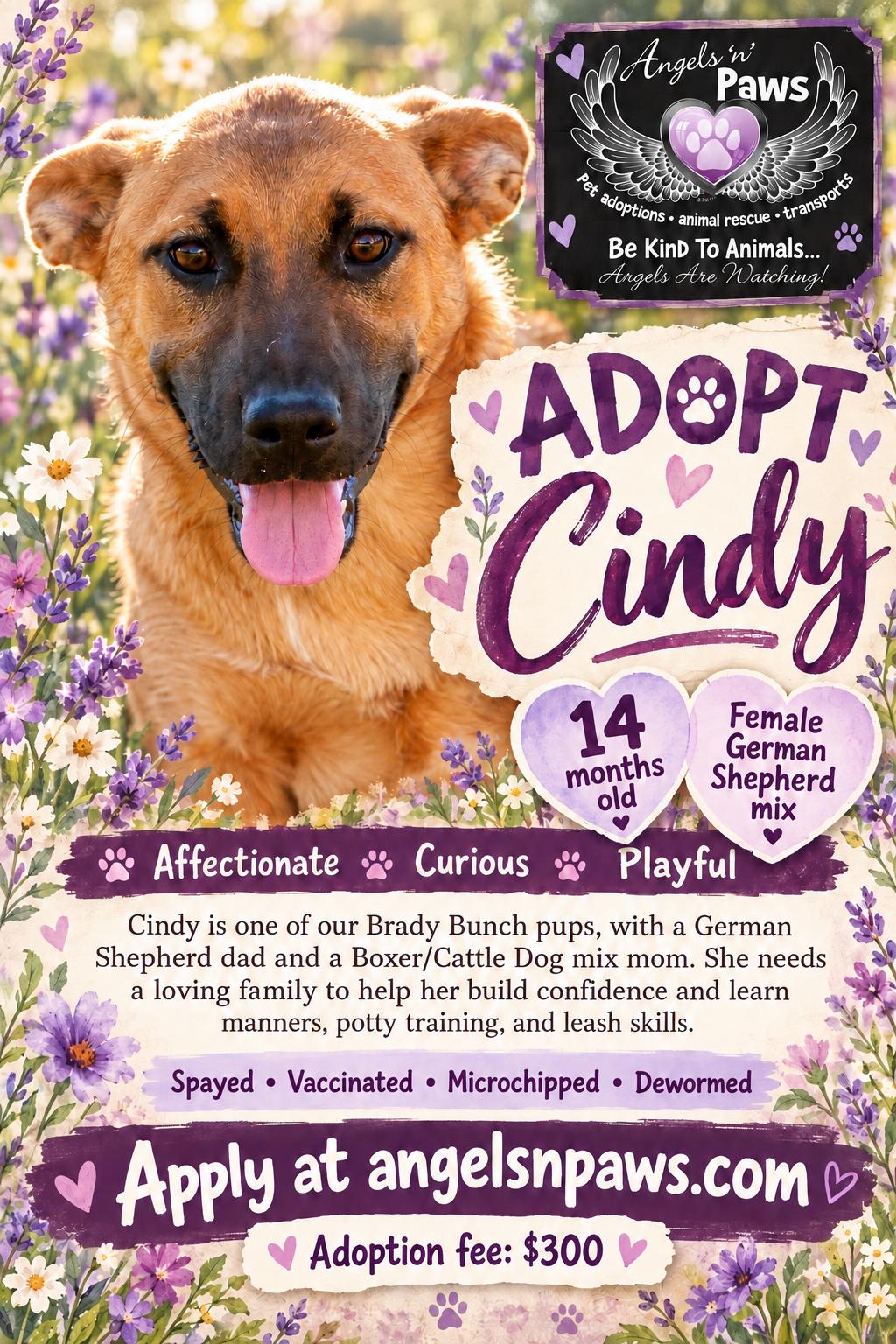 Cindy, Adoptable, Young Female German Shepherd Dog & Boxer.