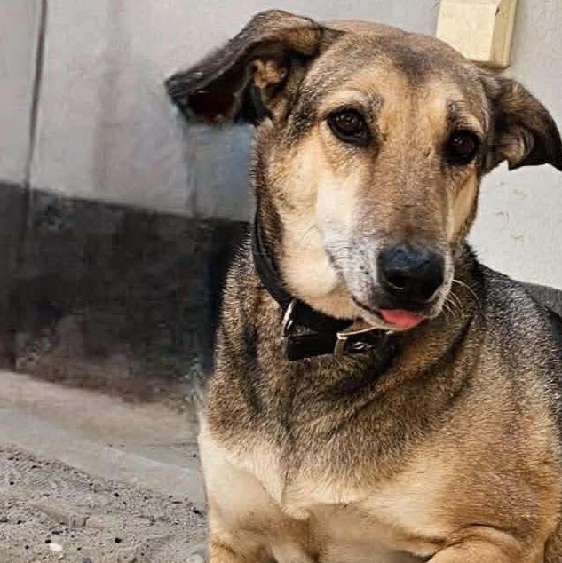 Enlarge Norabel, a ADOPTABLE mixed breed in Scarborough, ON image 2/6