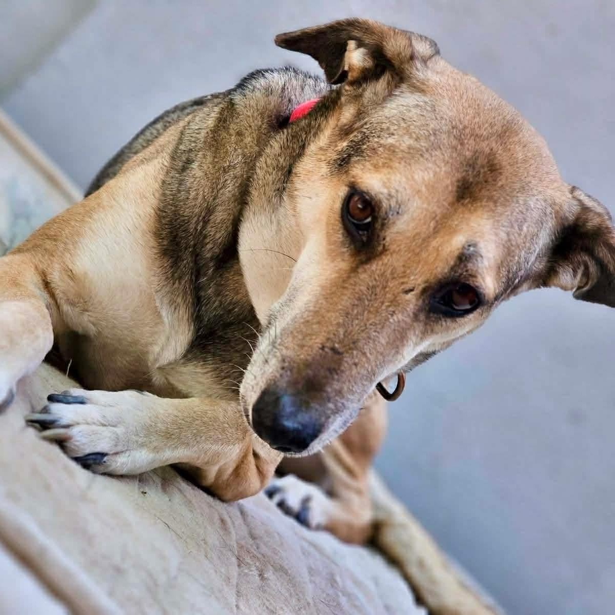 Enlarge Norabel, a ADOPTABLE mixed breed in Scarborough, ON image 6/6