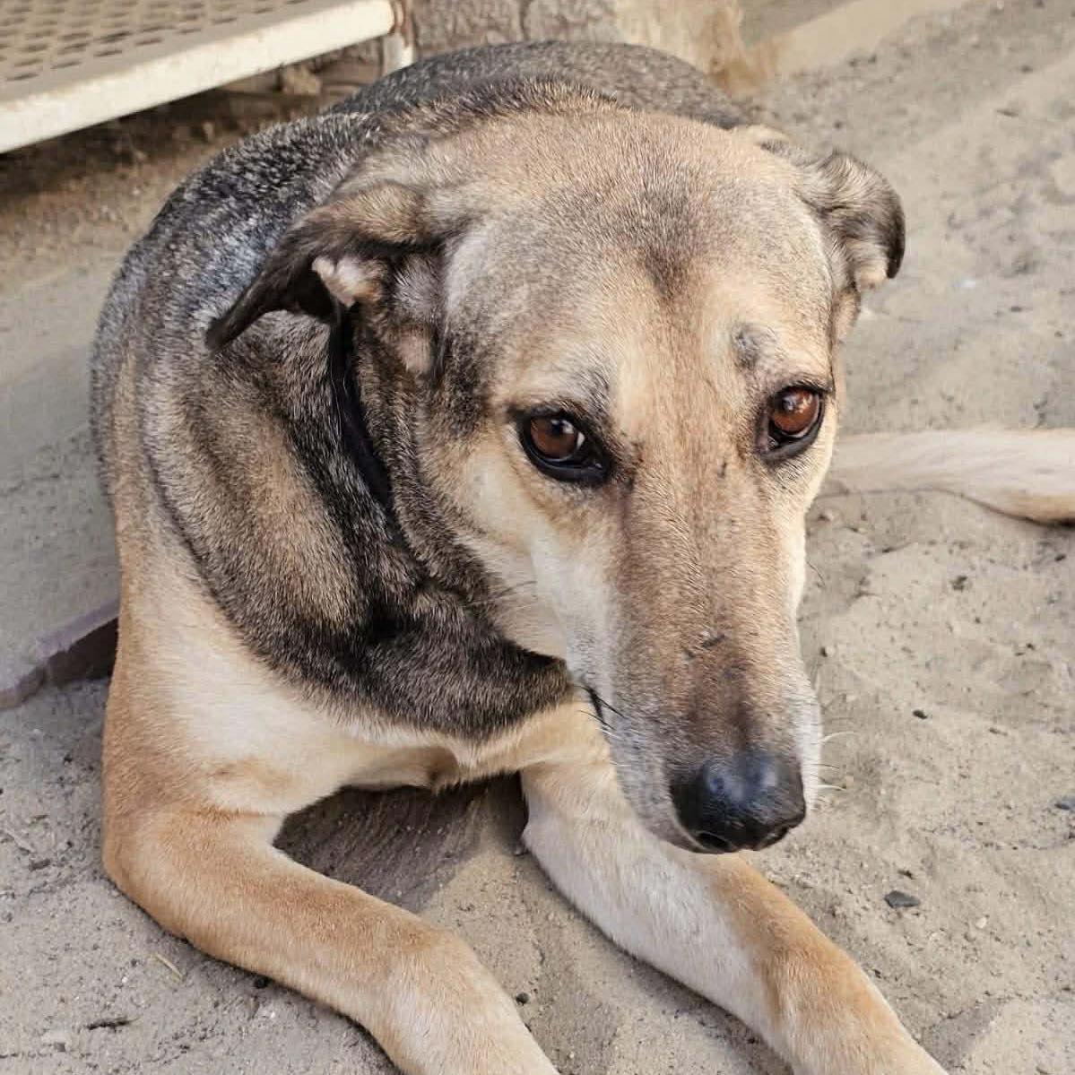 Enlarge Norabel, a ADOPTABLE mixed breed in Scarborough, ON image 3/6