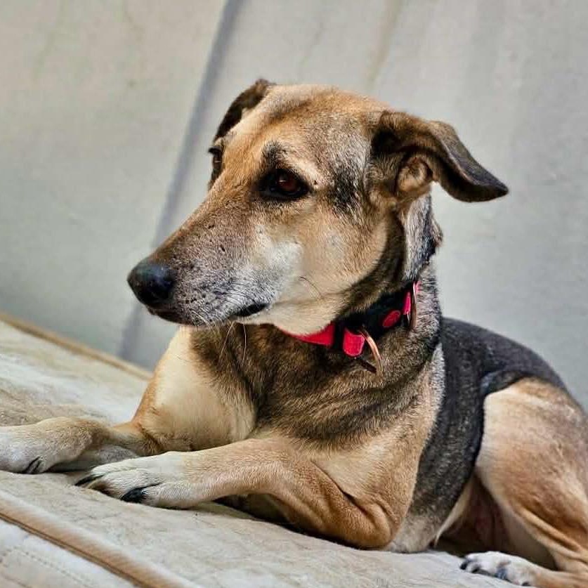 Enlarge Norabel, a ADOPTABLE mixed breed in Scarborough, ON image 5/6