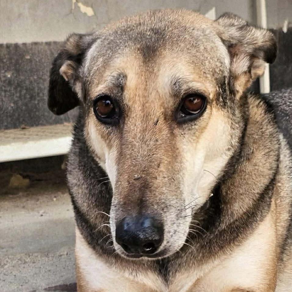 Enlarge Norabel, a ADOPTABLE mixed breed in Scarborough, ON image 1/6