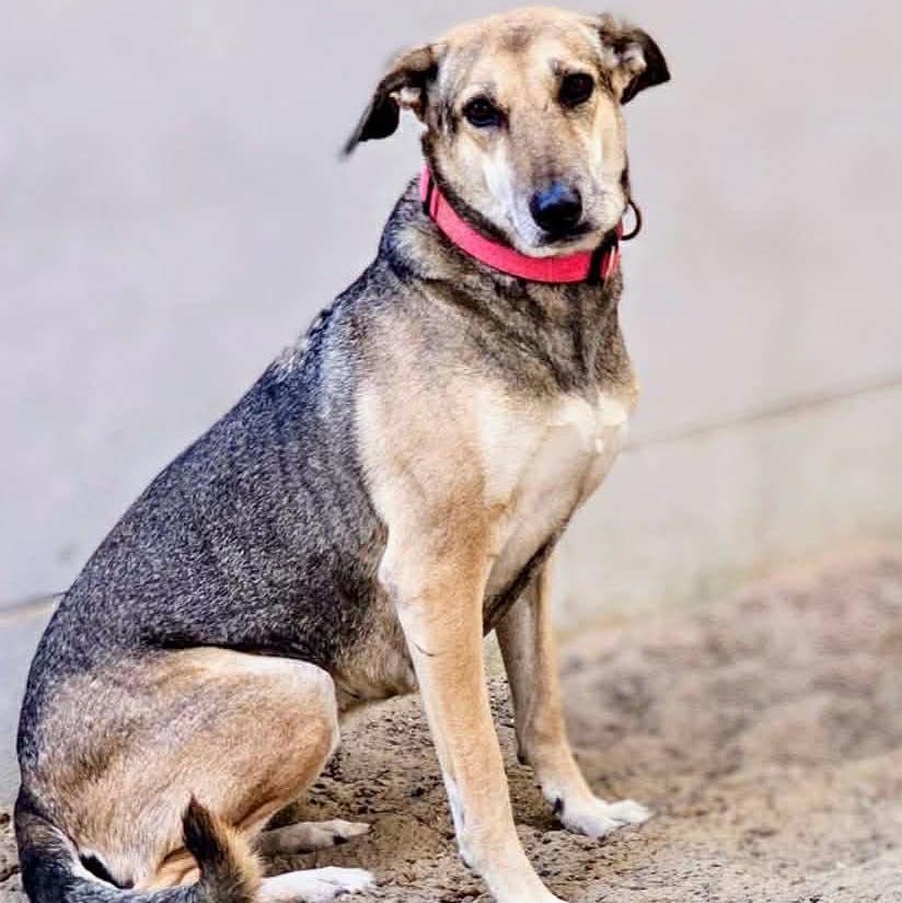 Enlarge Norabel, a ADOPTABLE mixed breed in Scarborough, ON image 4/6