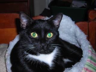 Miss Mary, a Adoptable Domestic Short Hair in Springfield, PA image 1/2