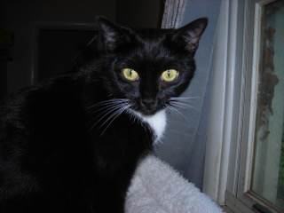 Miss Mary, a Adoptable Domestic Short Hair in Springfield, PA image 2/2