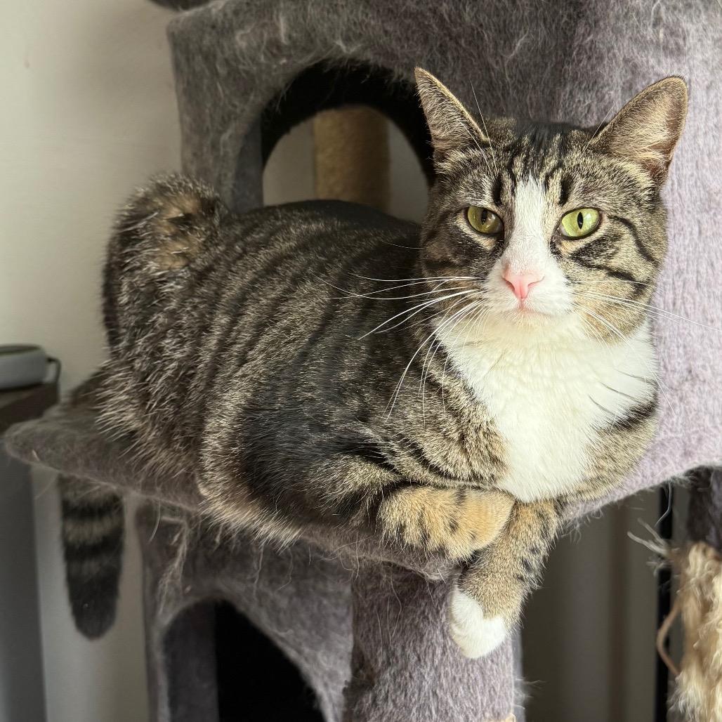 Enlarge Tova, a Adoptable Domestic Short Hair in Gibsonia, PA image 1/6