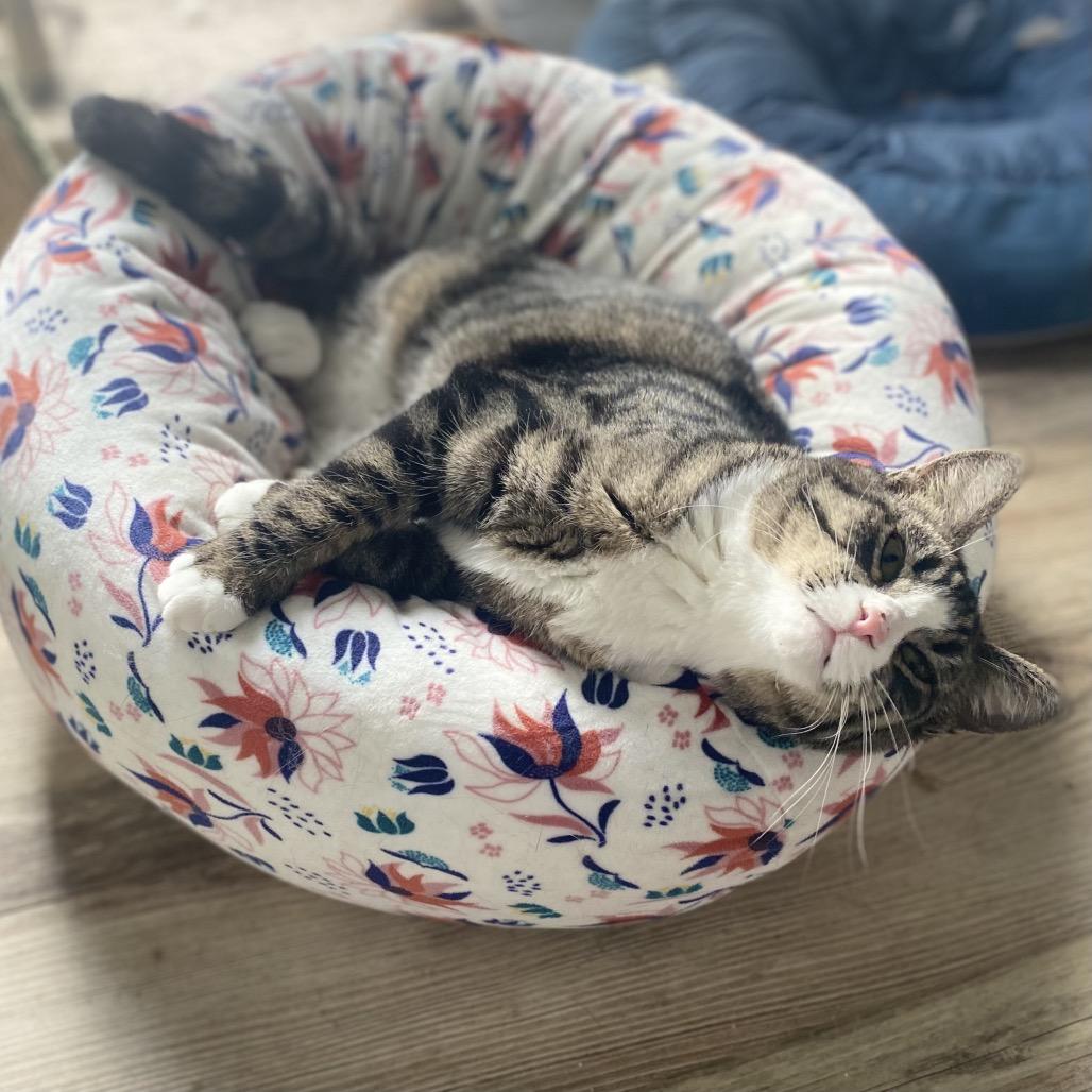 Enlarge Tova, a Adoptable Domestic Short Hair in Gibsonia, PA image 1/6